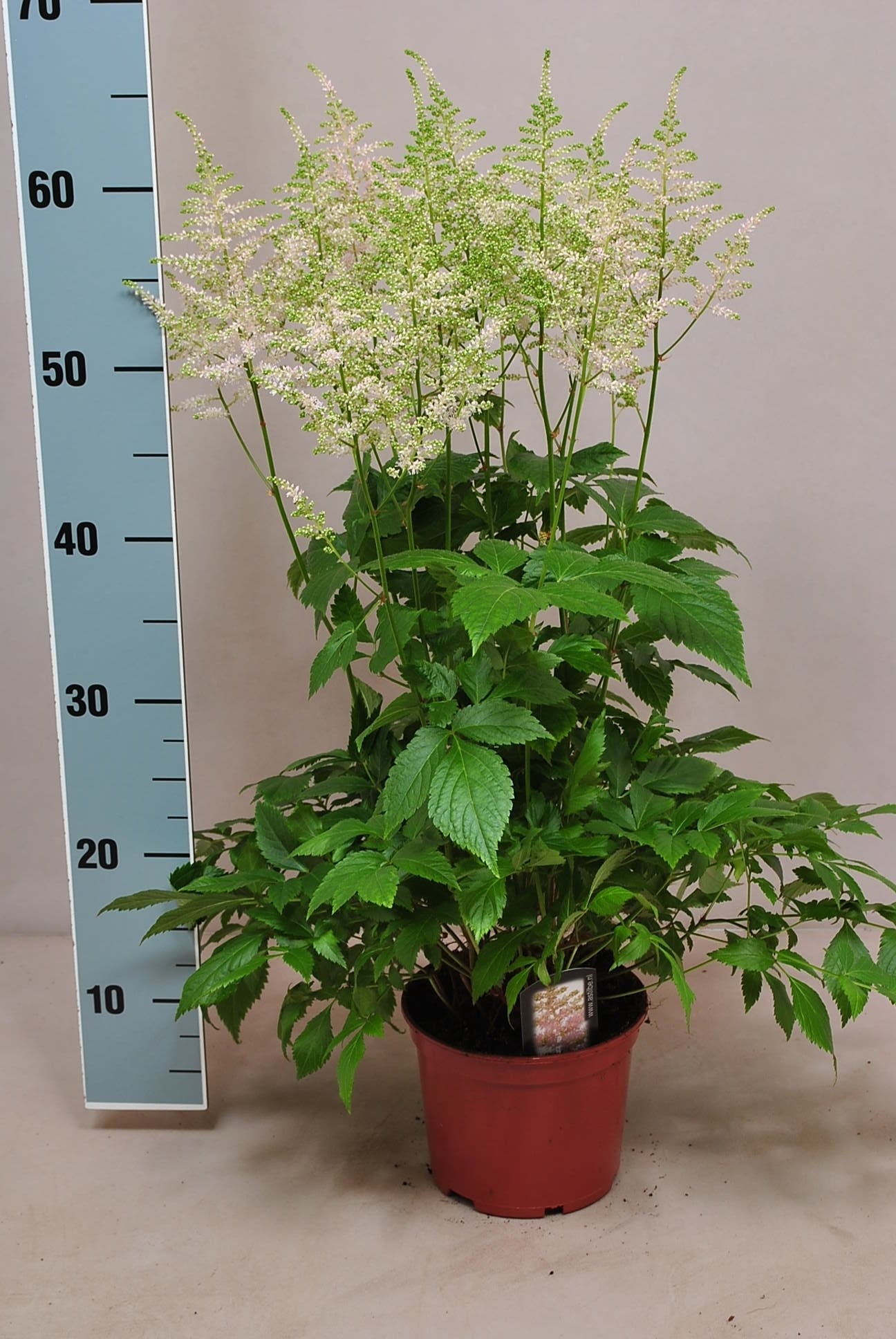Astilbe jap. Europa 60cm 15cm Pot