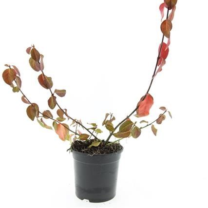 Euonymus Coloratus 10cm 14cm Pot
