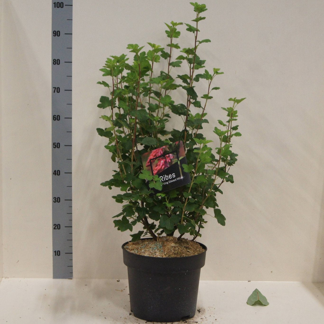 Ribes King Edward VII 80cm 28cm Pot