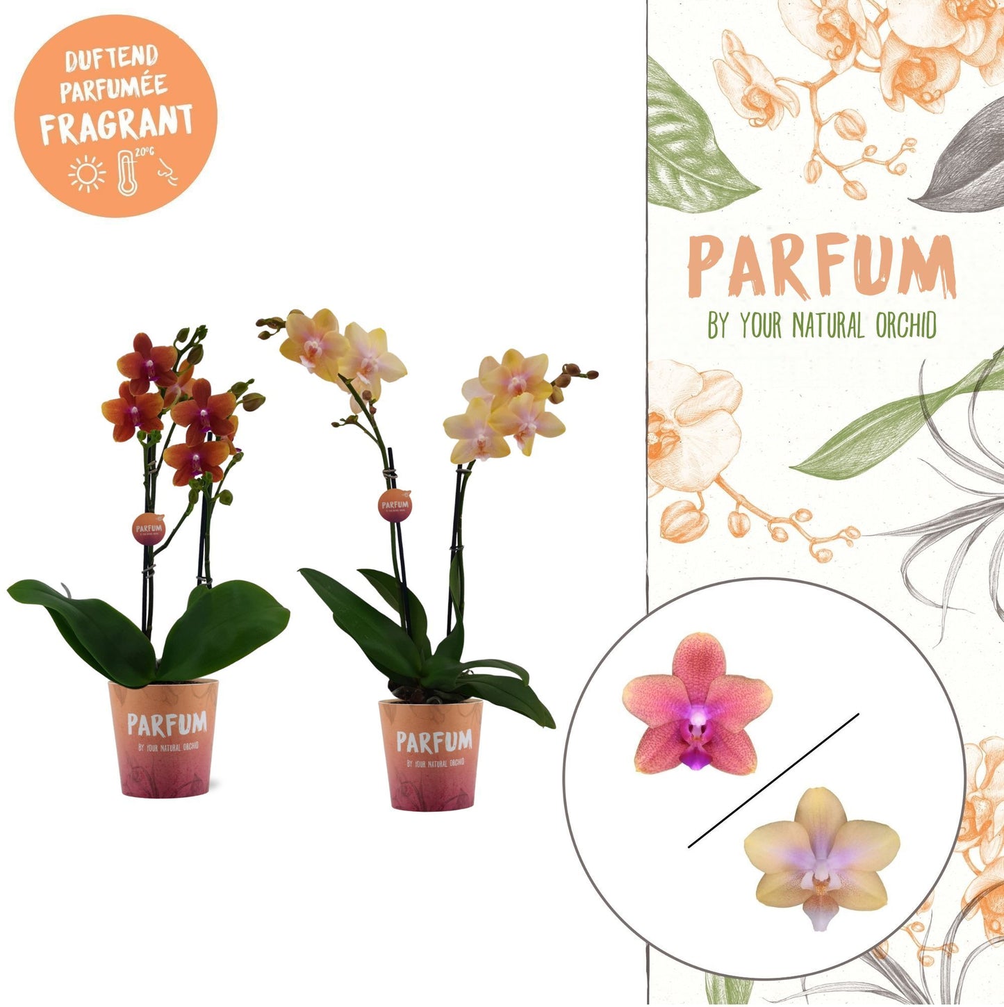 Phalaenopsis mix 45cm 12cm Pot