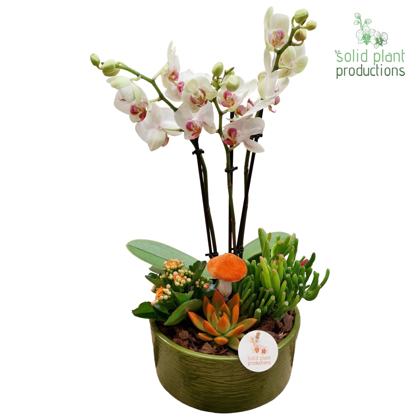 PE004 Stella Green Orange Echeveria 45cm 22cm Pot