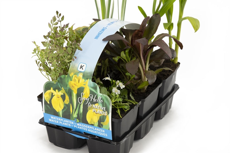 Waterplkw R. Moerings Acorus calamus Pack of 2