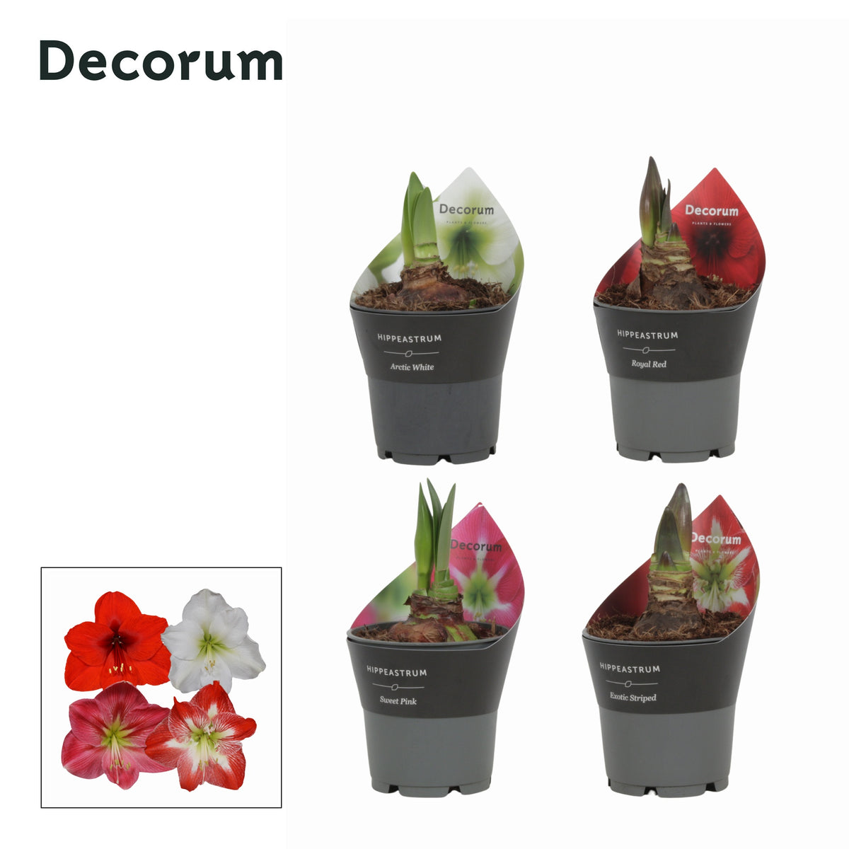 Hippeastrum 25cm 12cm Pot
