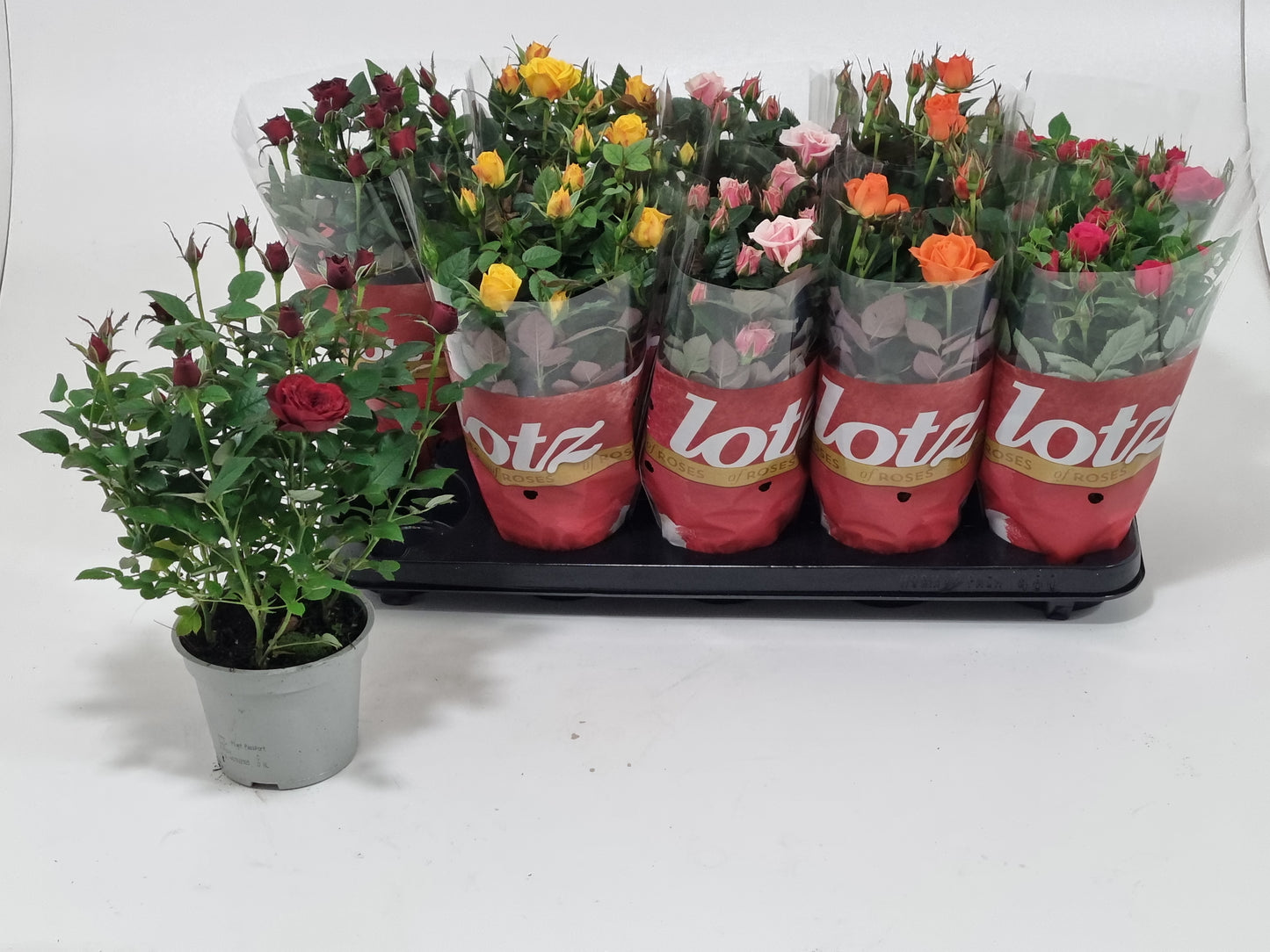 Rosa Lotz of Mix 30cm 12cm Pot