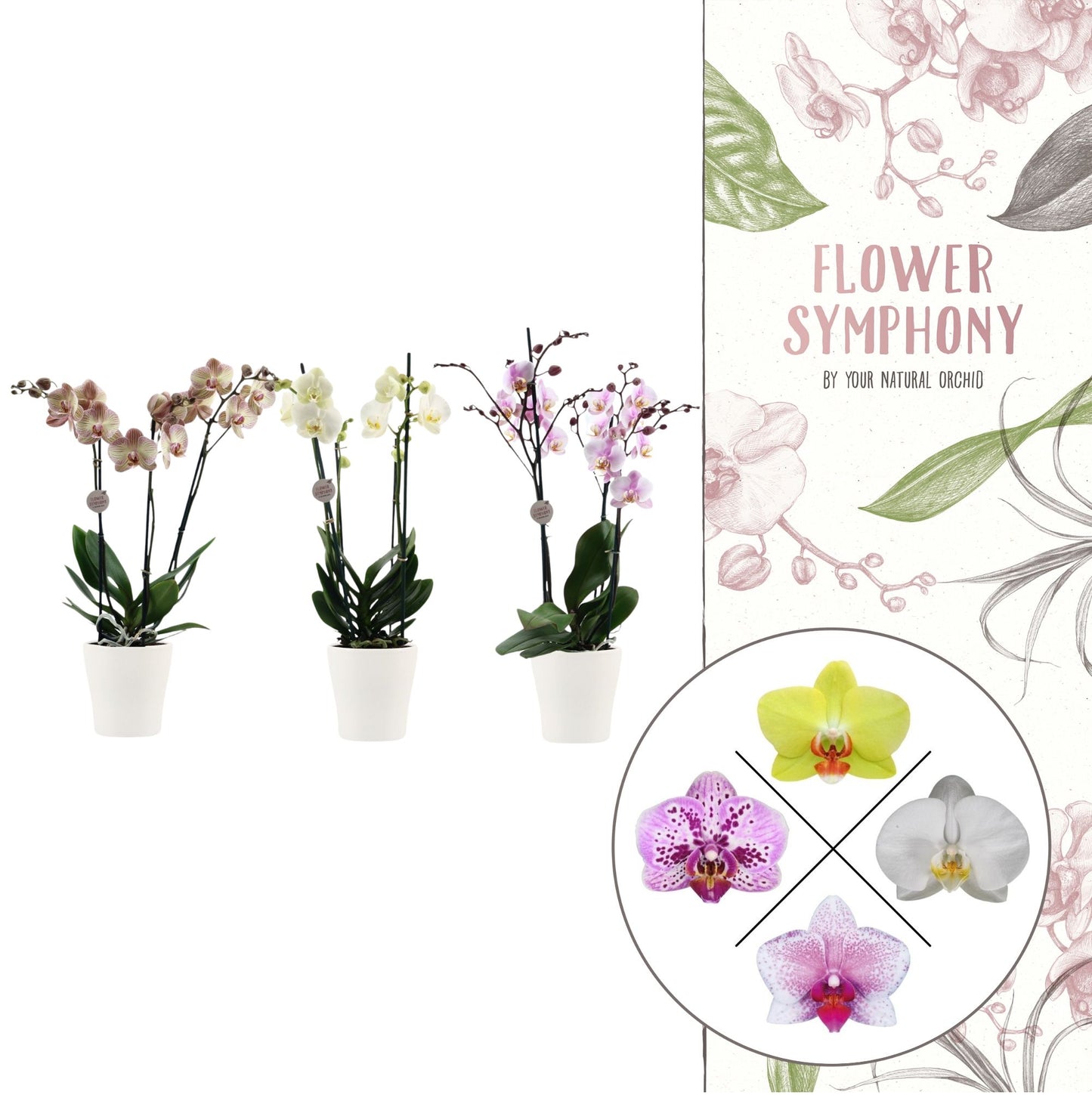 Phalaenopsis mix 45cm 12cm Pot