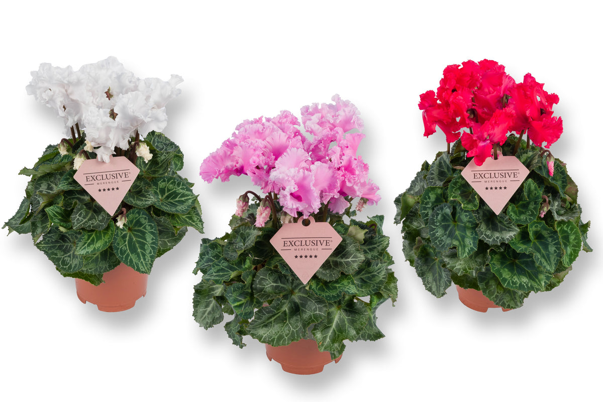 Cyclamen Merengue mix 25cm 10.5cm Pot