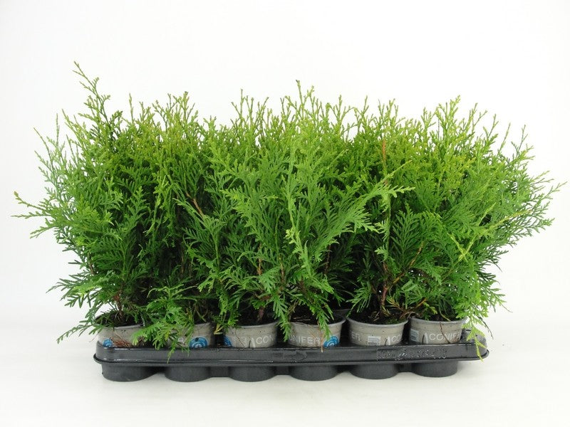 Thuja occidentalis Brabant 34cm 9cm Pot