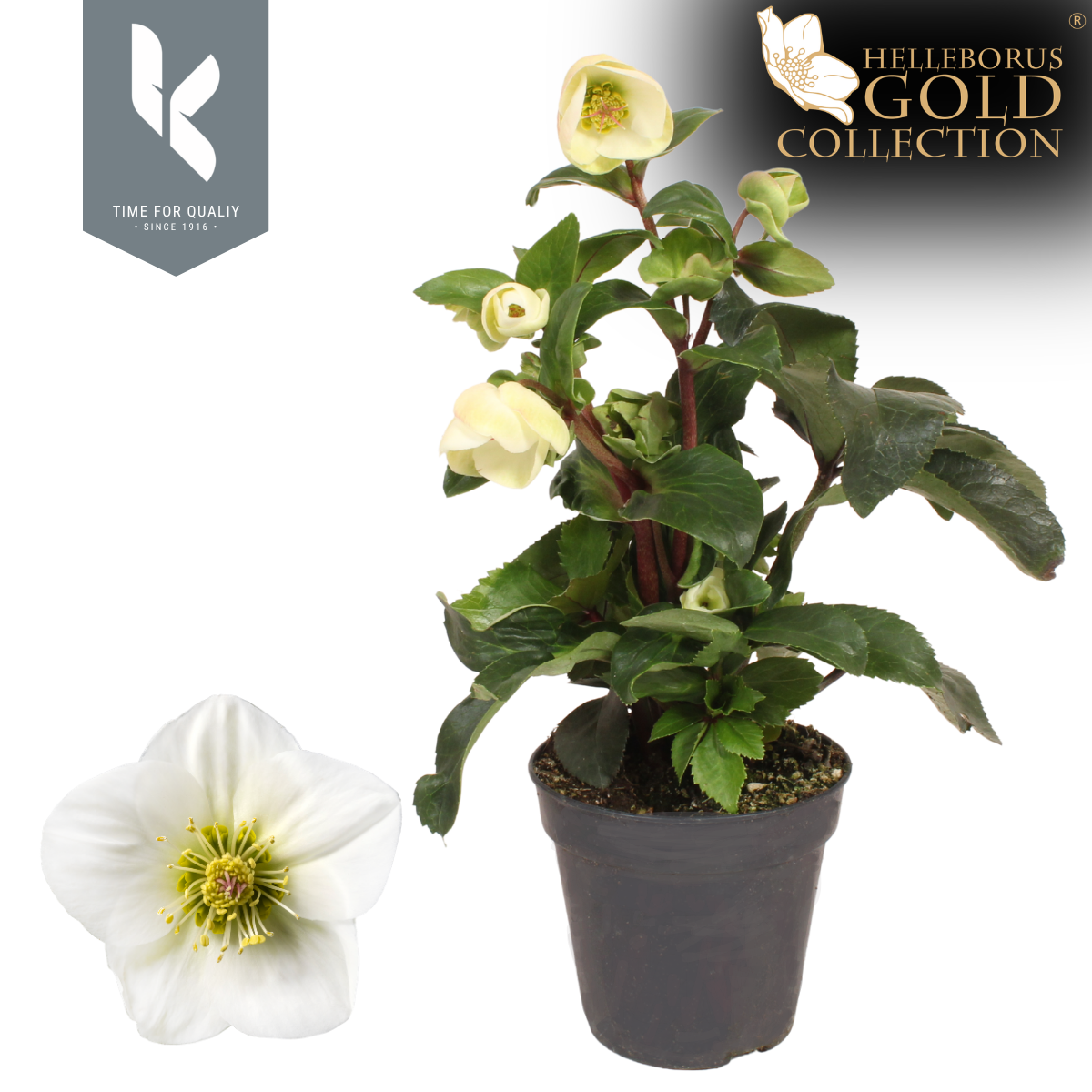Helleborus Ice N' Roses White Ivory 40cm 13cm Pot