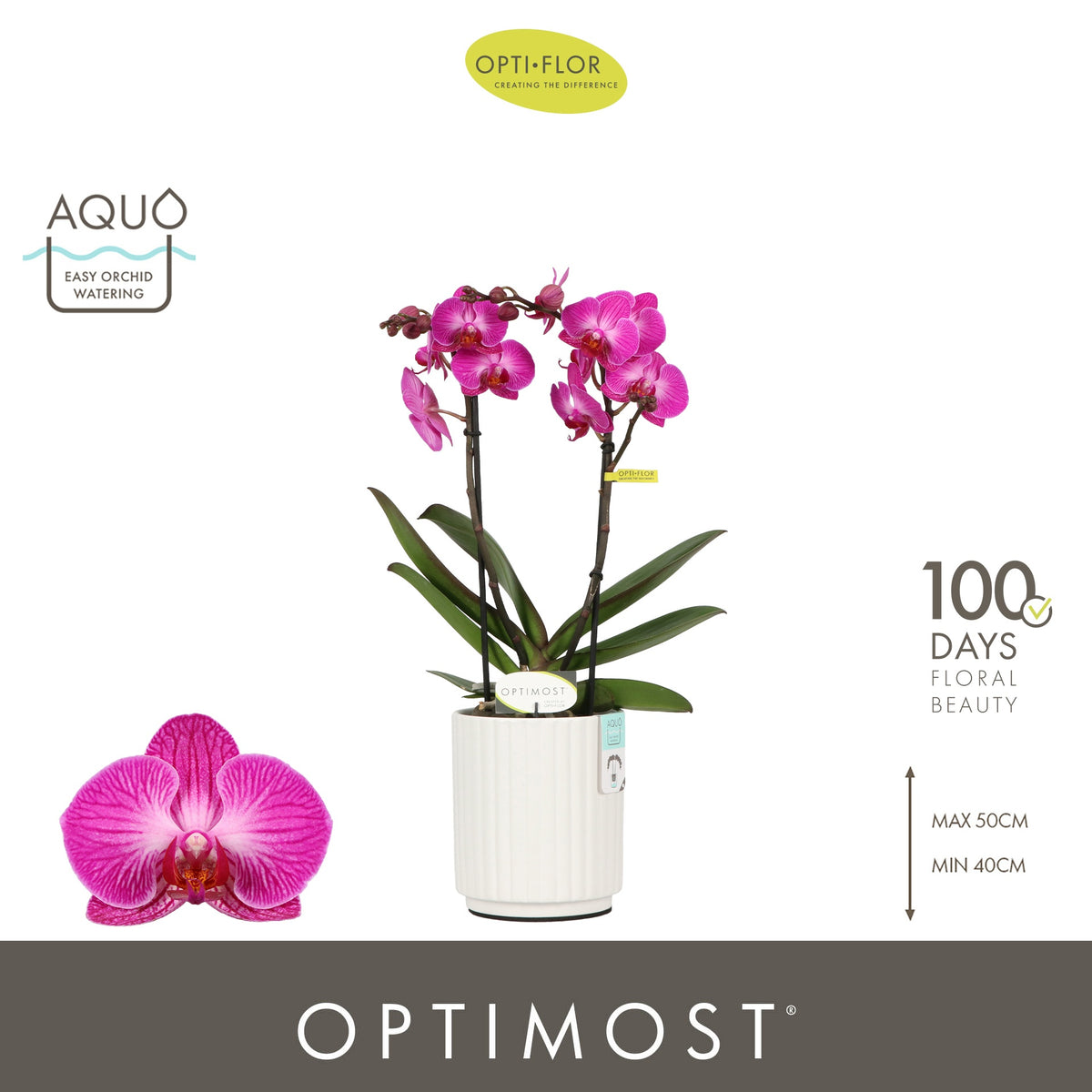 Phalaenopsis Purple 45cm 12cm Pot