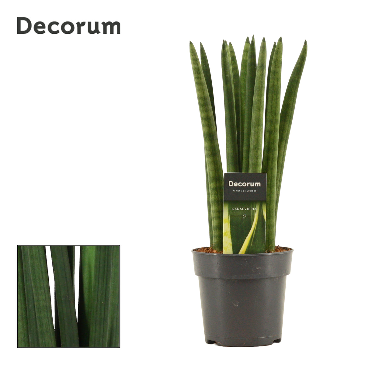 Sansevieria cylindrica straight 35cm 12cm Pot