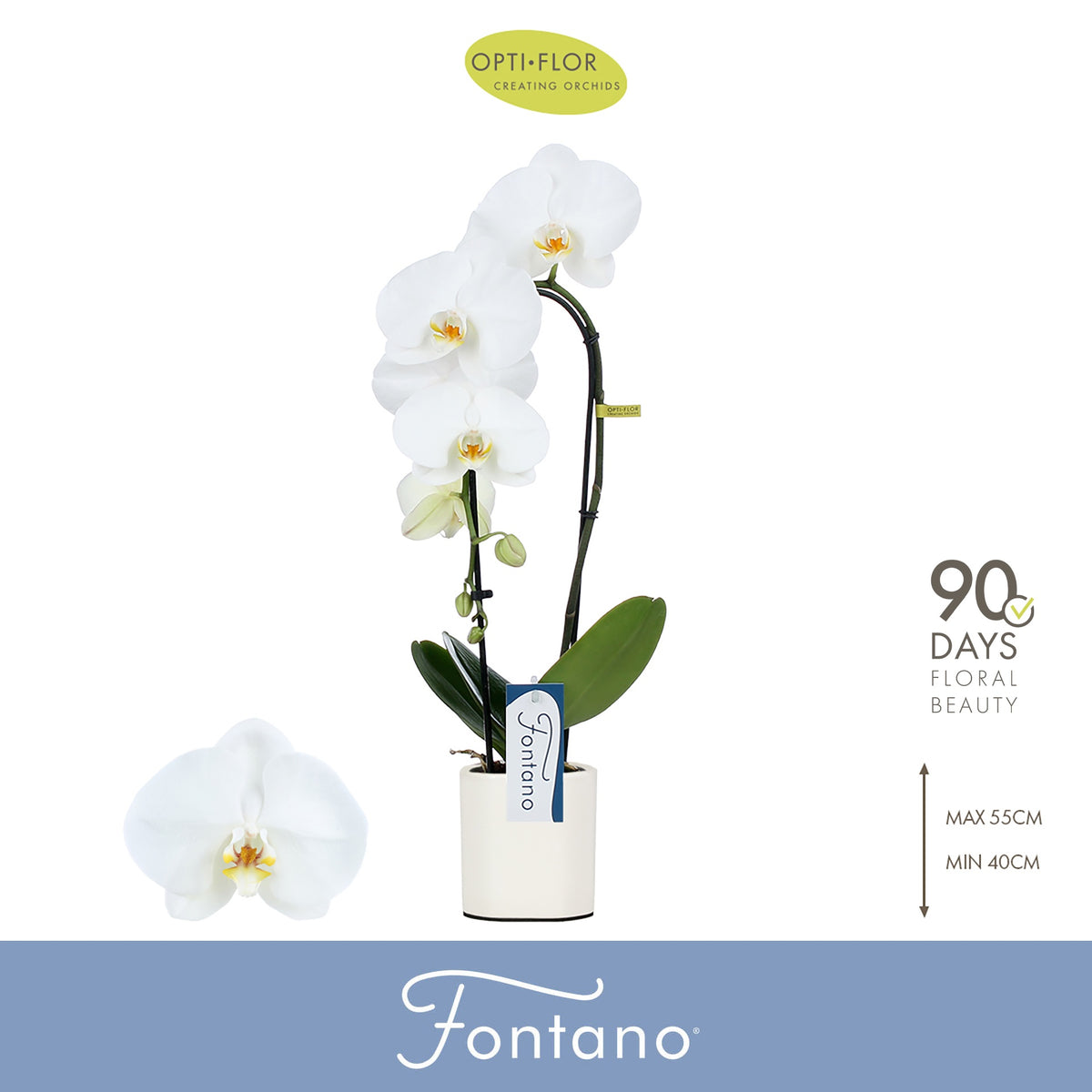 Phalaenopsis Fontano Crown 50cm 9cm Pot