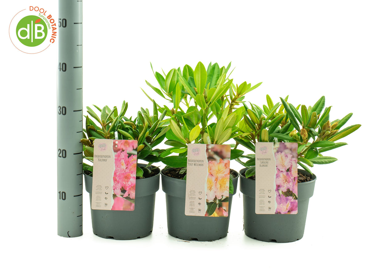 Rhododendron in soorten 30cm 19cm Pot