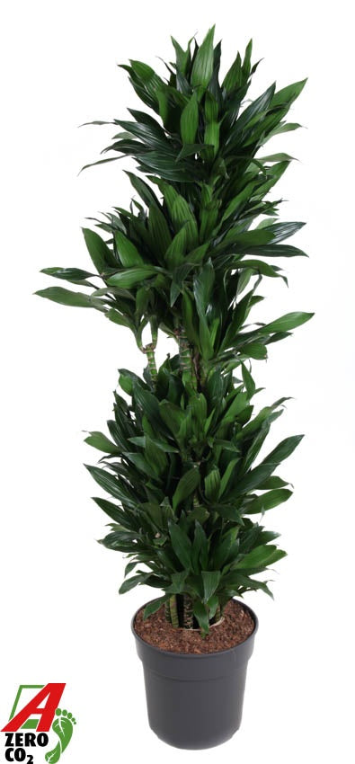 Dracaena fragrans Green Jewel 170cm 34cm Pot