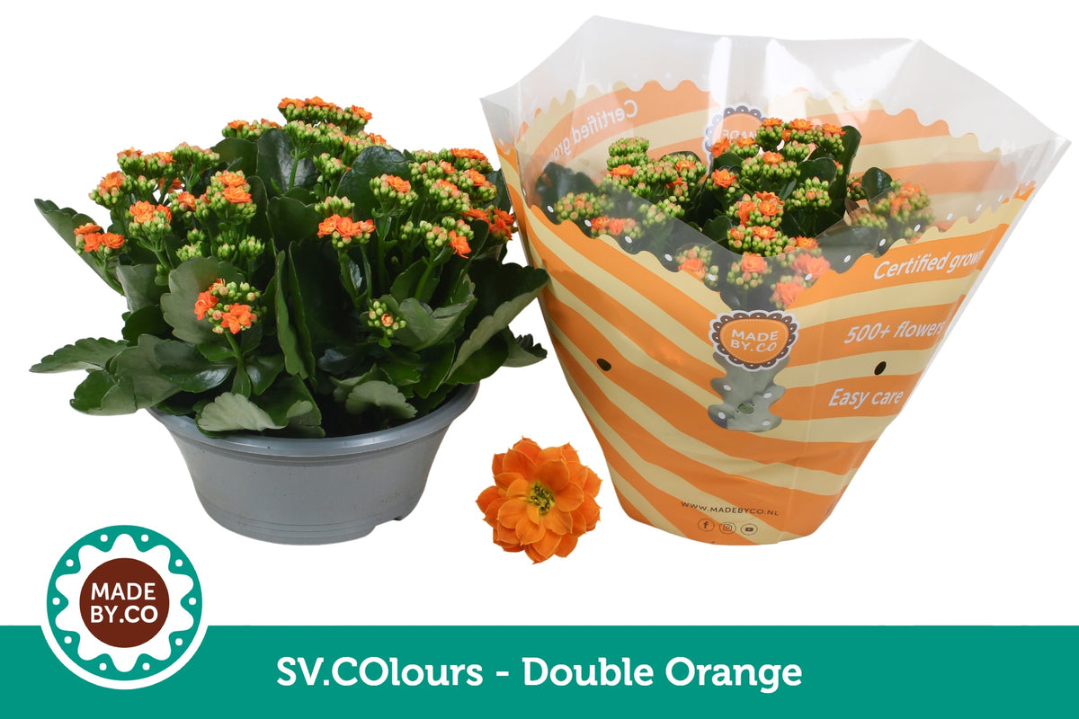 Kalanchoe orange 27cm 23cm Pot