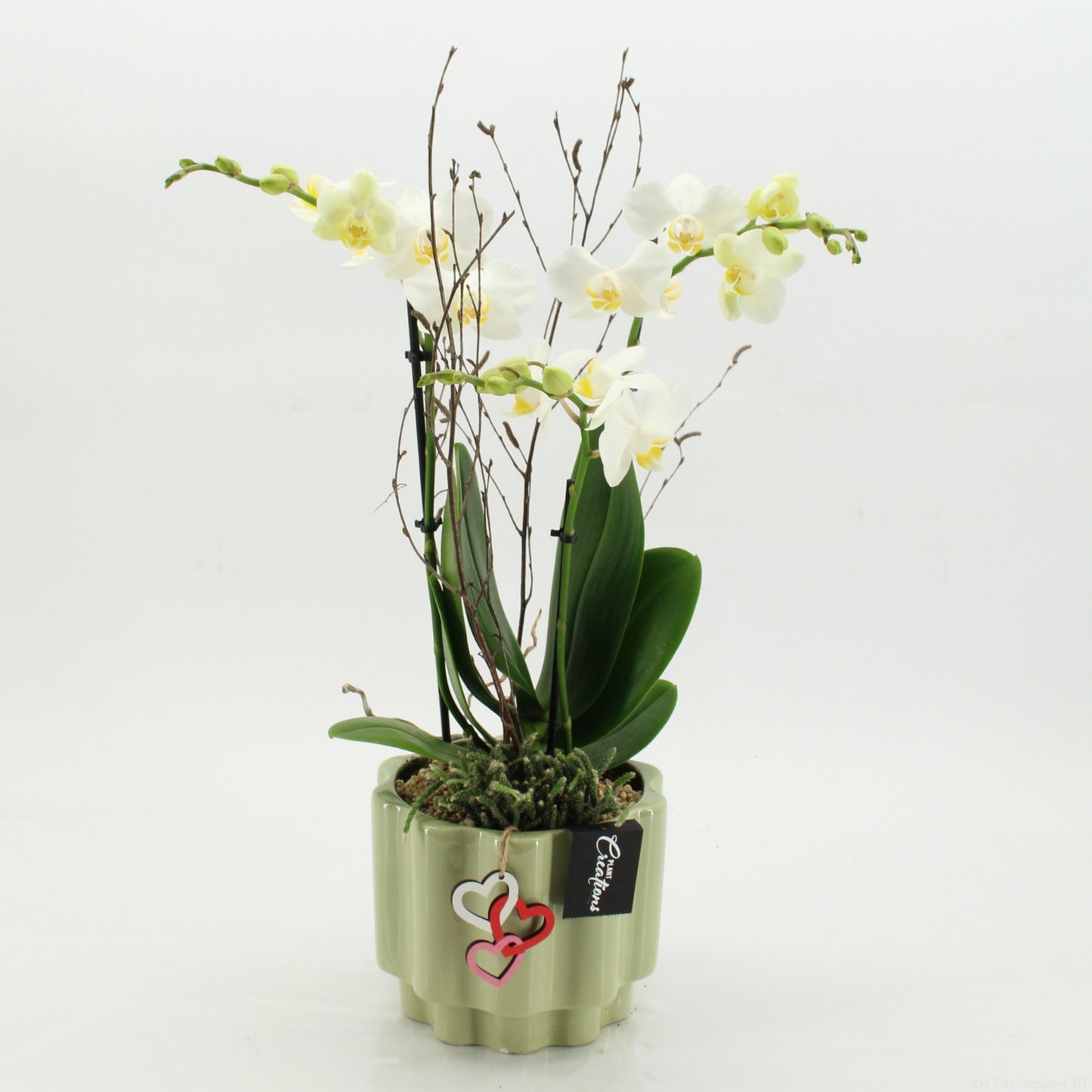 Phalaenopsis arrangement 60cm 17cm Pot