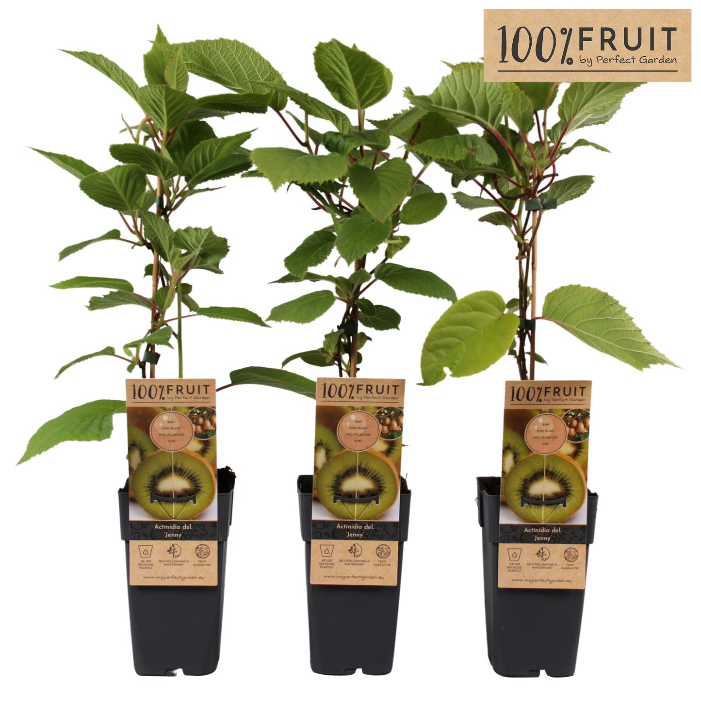 Actinidia deliciosa Jenny (Hardy Kiwi) 65cm 15cm Pot
