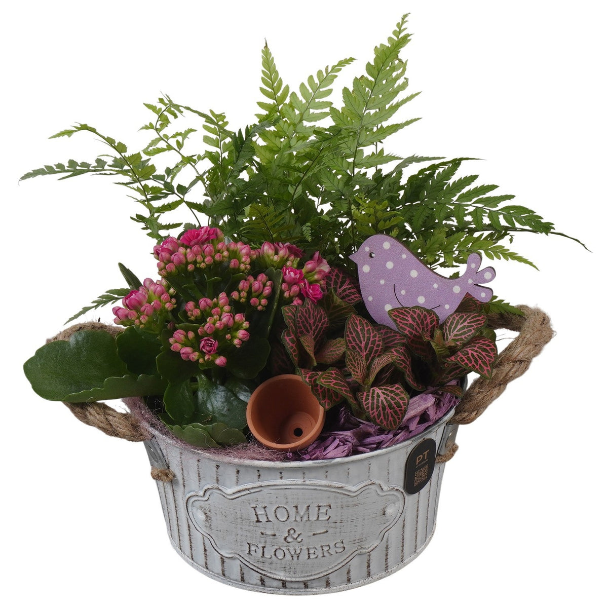 Indoor arrangement 22cm 15cm Pot