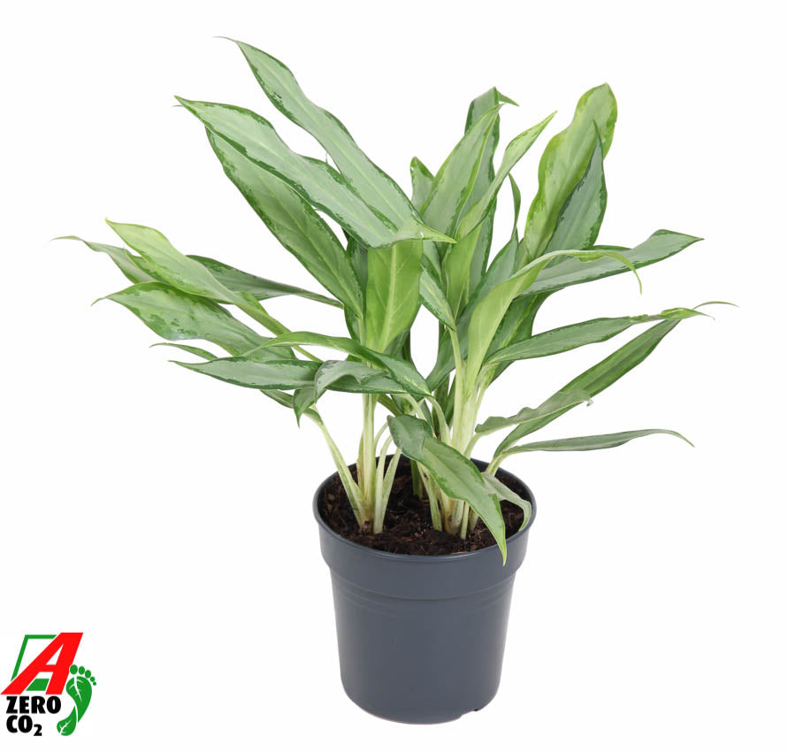 Aglaonema White Lance 50cm 17cm Pot