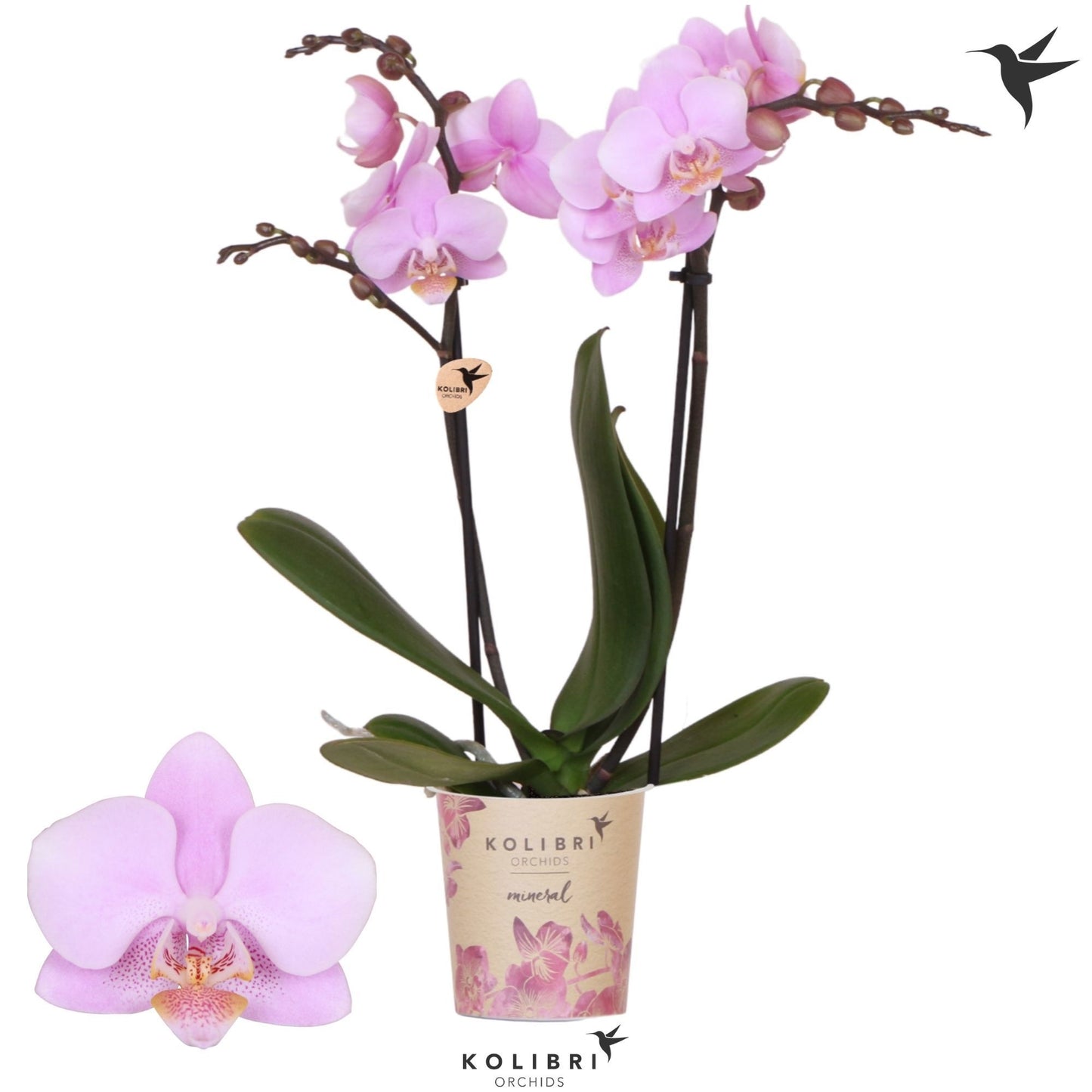 OK Plant Phalaenopsis mf. Ecuador Pack of 12