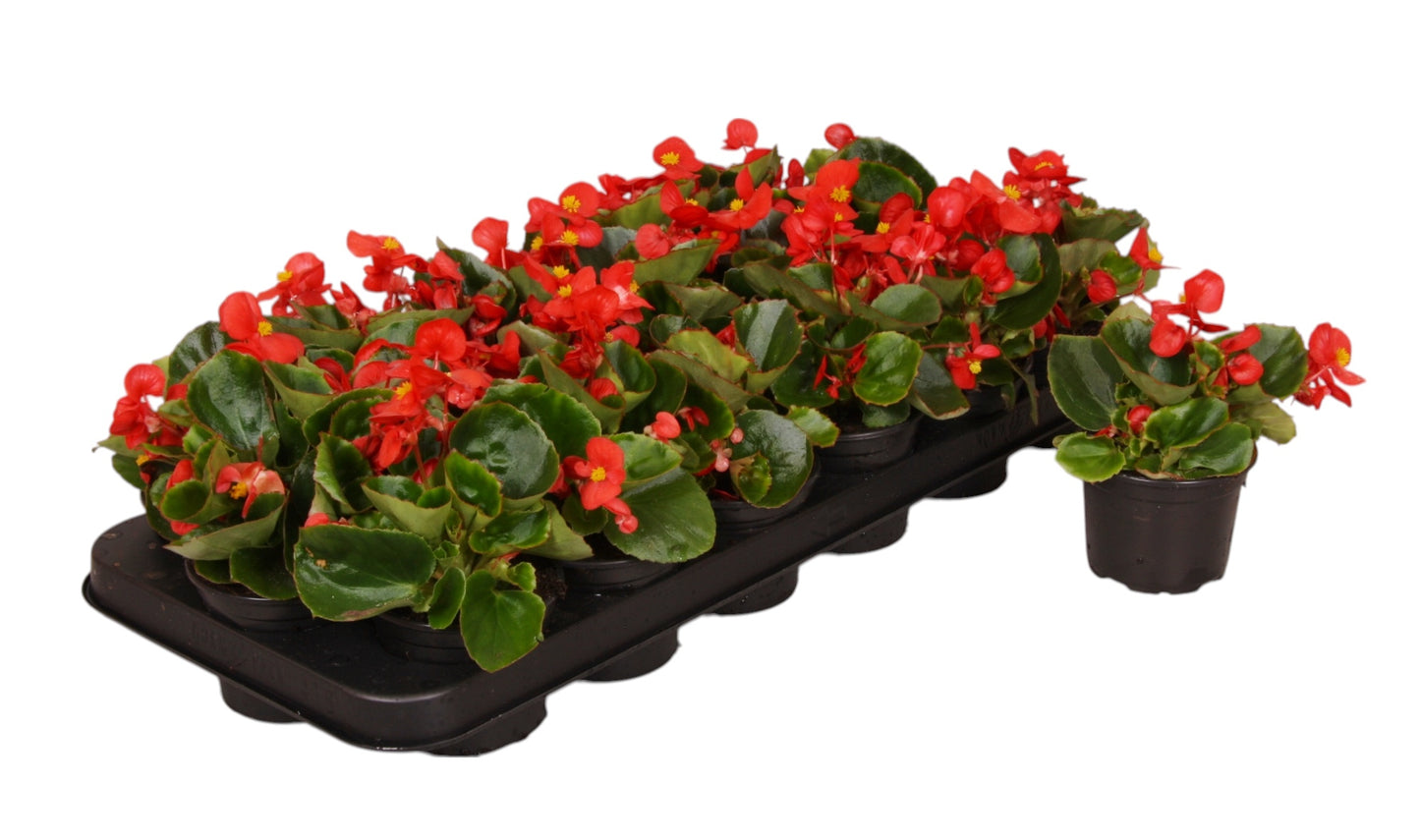 Begonia semp. green leaf red 10cm 9cm Pot