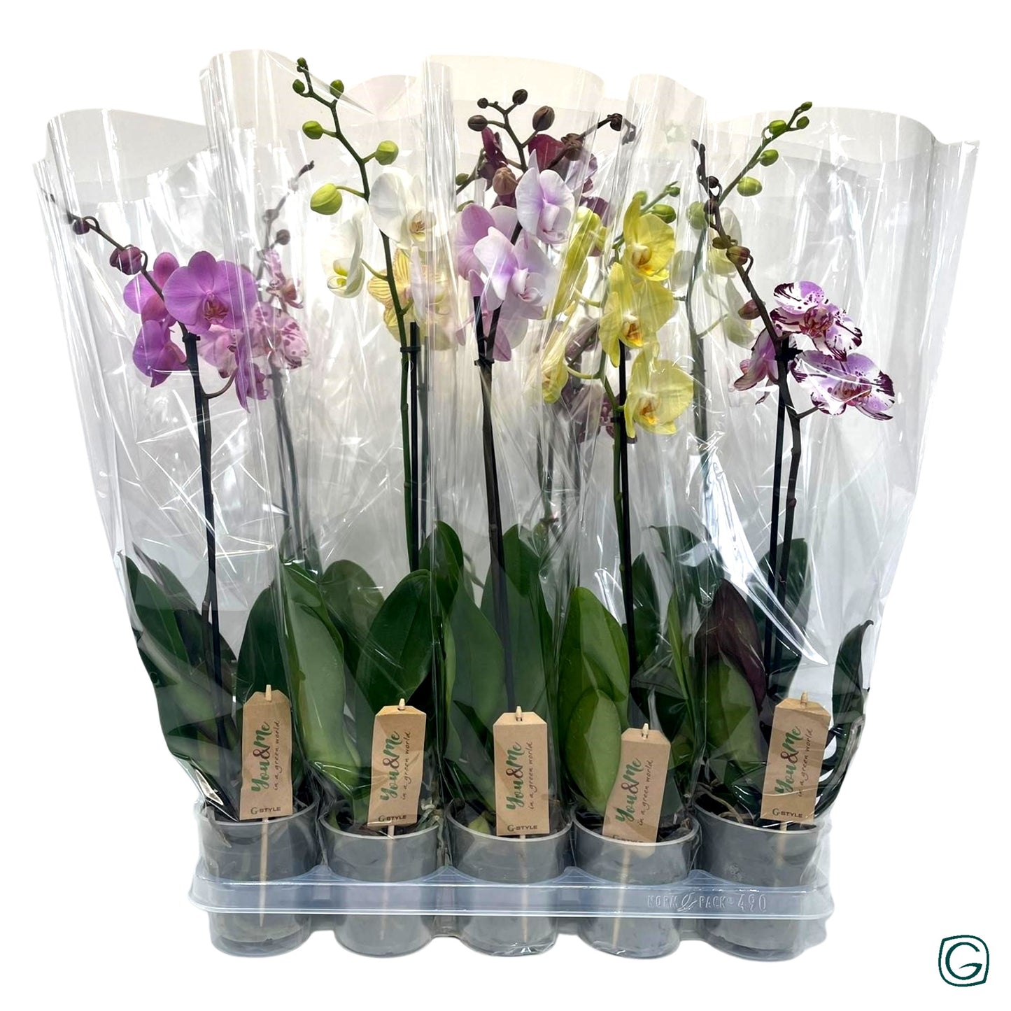Phalaenopsis mix 4 colors 70cm 12cm Pot