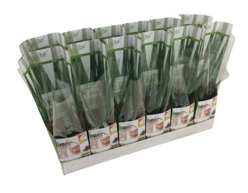 Aloe vera 35cm 10.5cm Pot