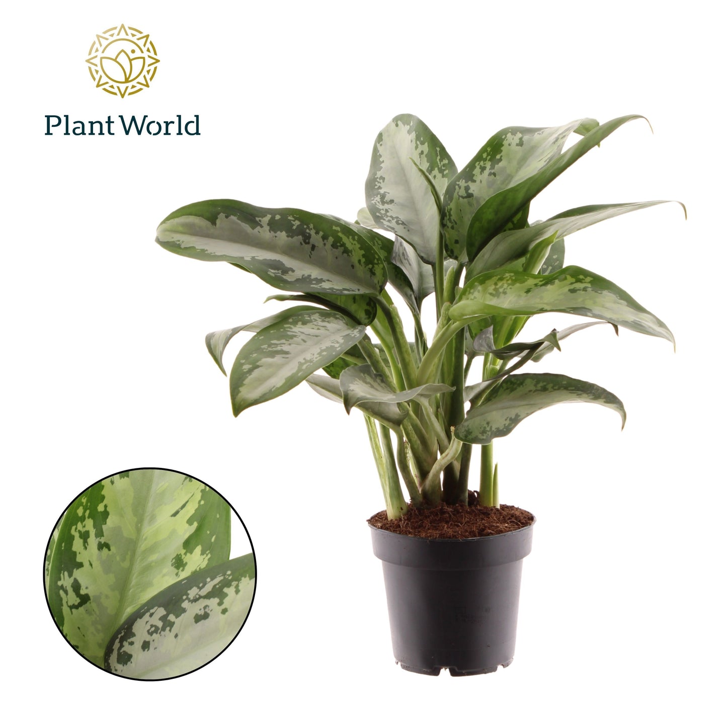 Aglaonema Jubilee 45cm 12cm Pot