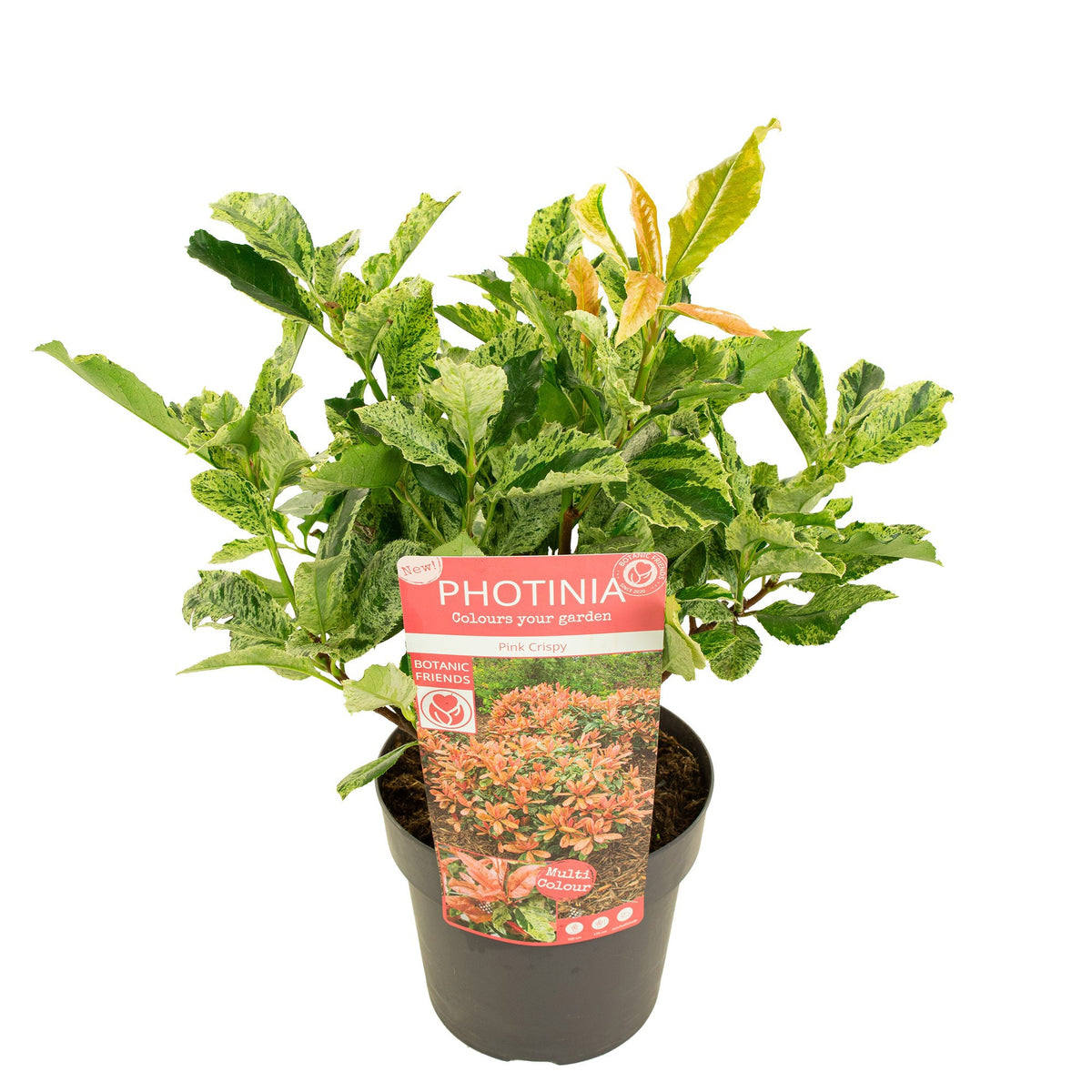 Photinia Pink Crispy 40cm 19cm Pot