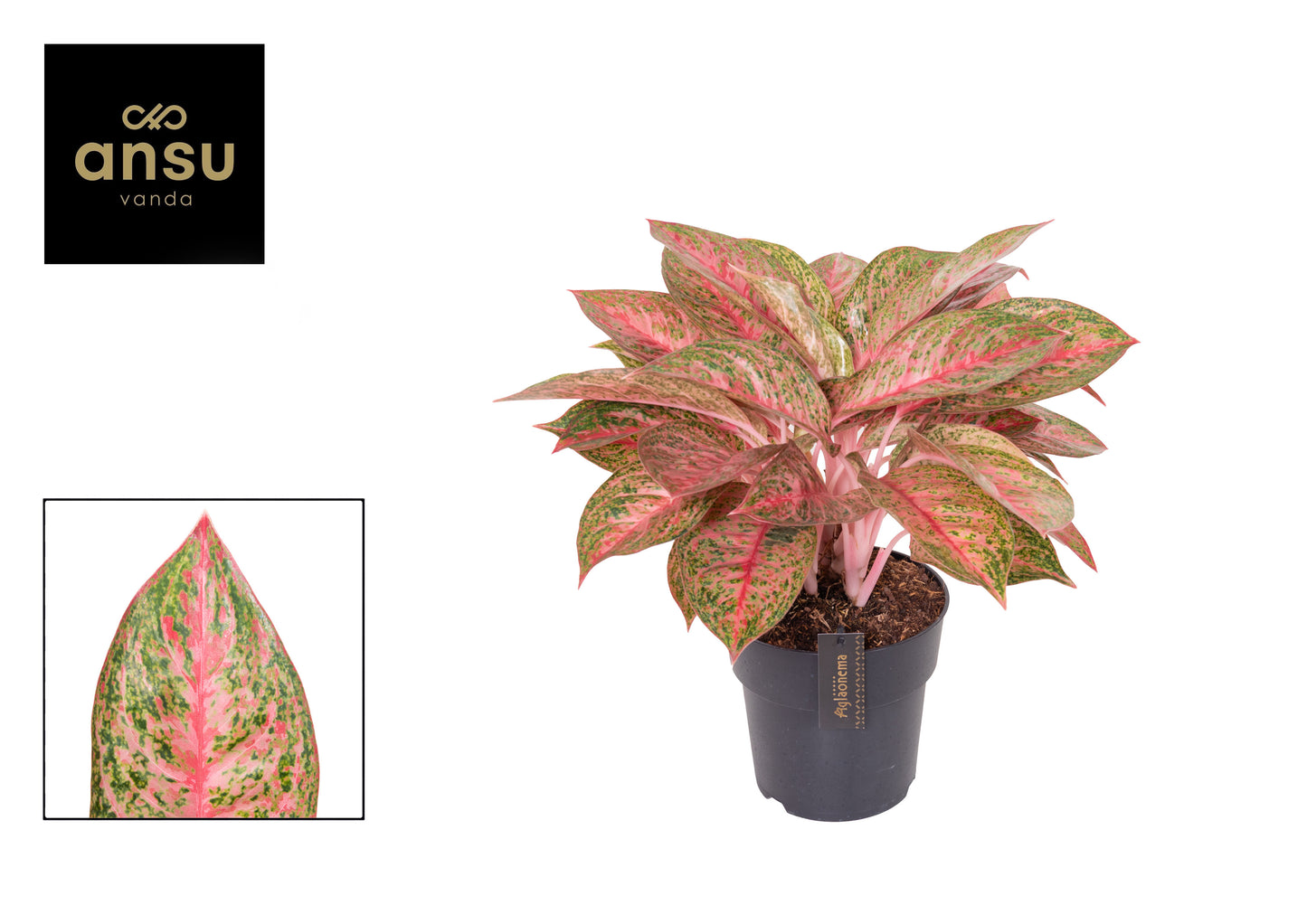 Aglaonema Red Star 50cm 19cm Pot