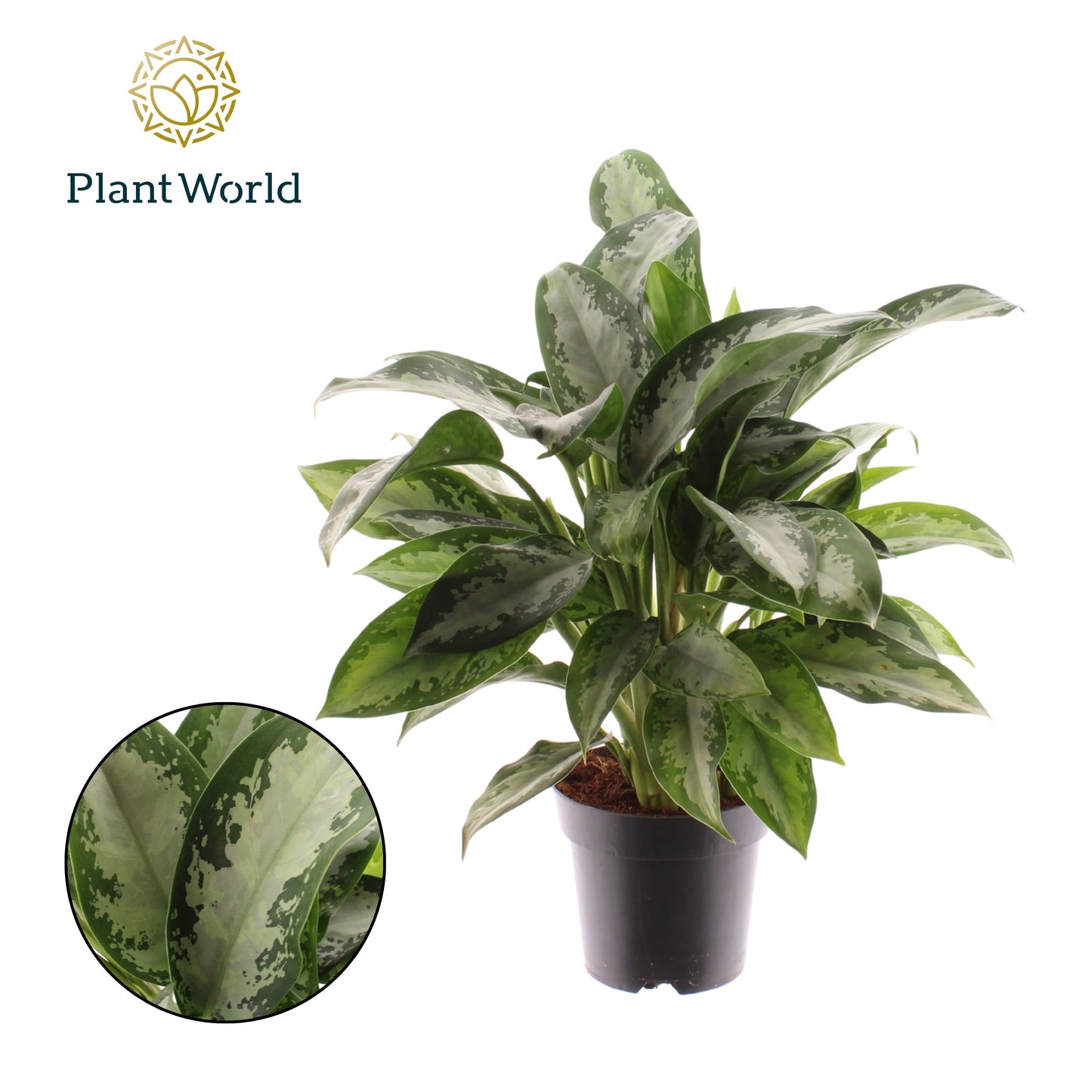 Aglaonema Jubilee 40cm 14cm Pot