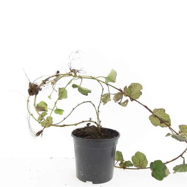 Rubus tricolor 25cm 14cm Pot