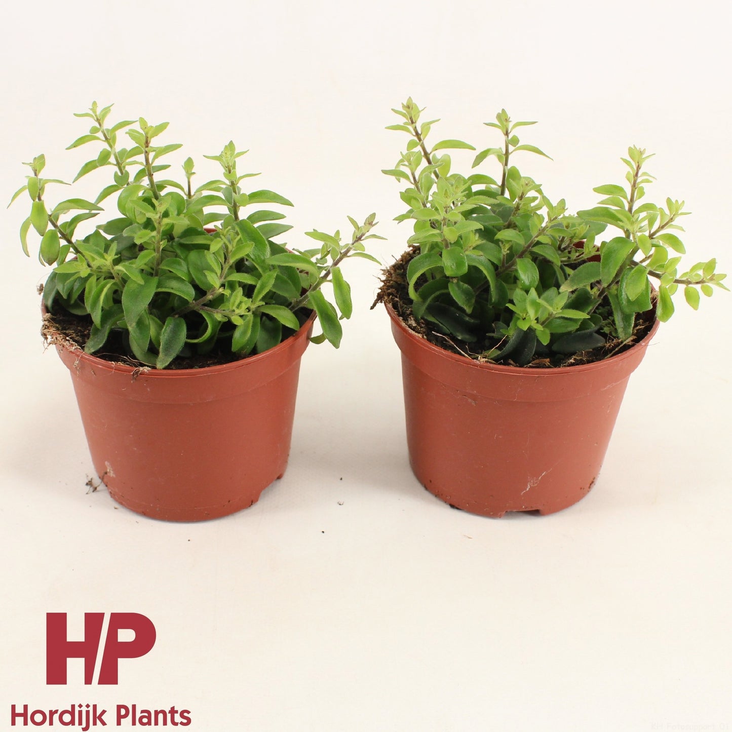 Aeschynanthus Twister Hanging Basket 18cm 12cm Pot