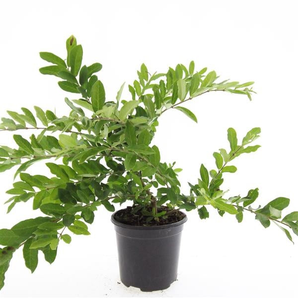 Boer, W.T.M. de Ligustrum ibota Musli Pack of 8