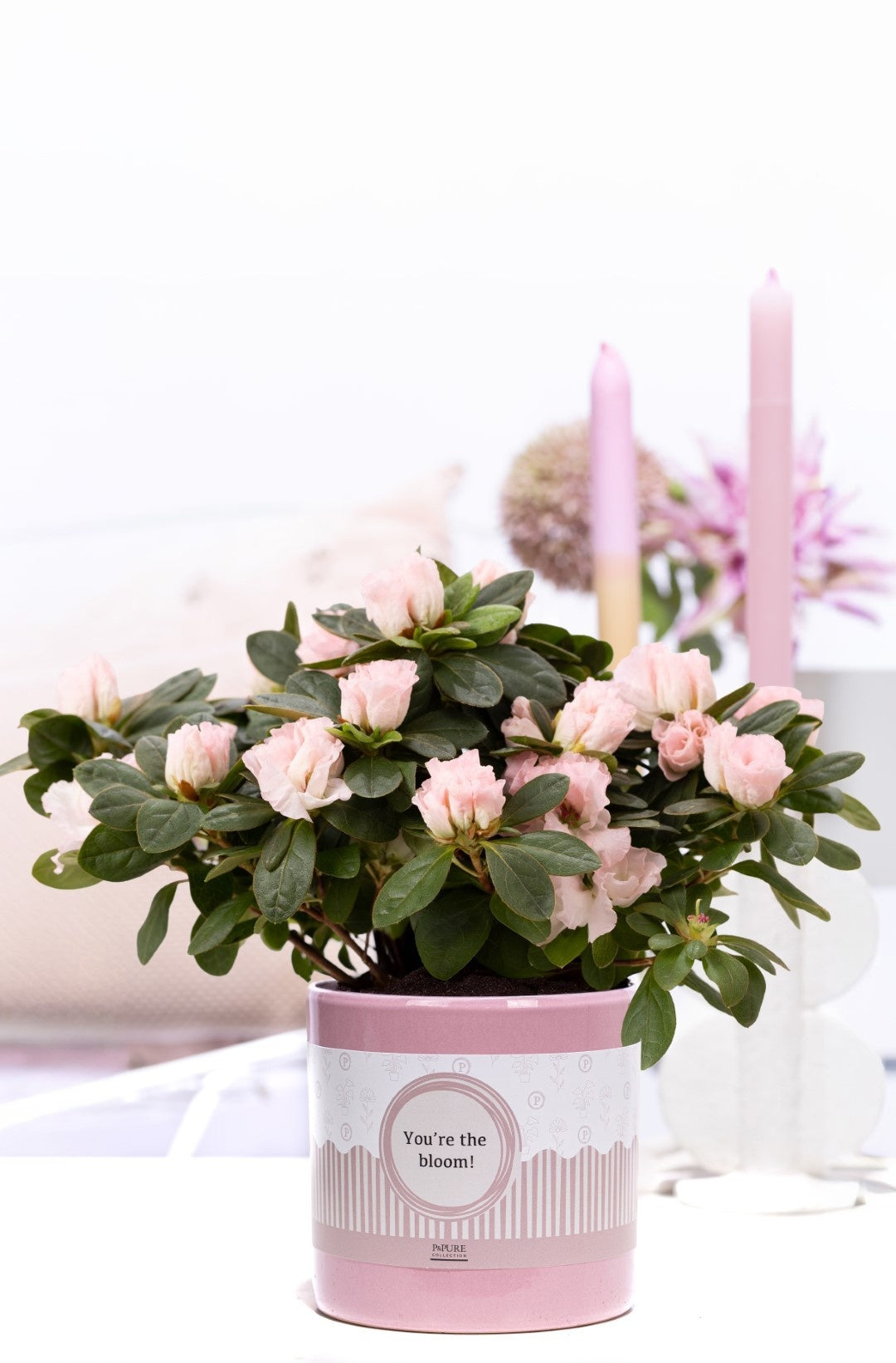Rhododendron Terra Nova 25cm 12cm Pot