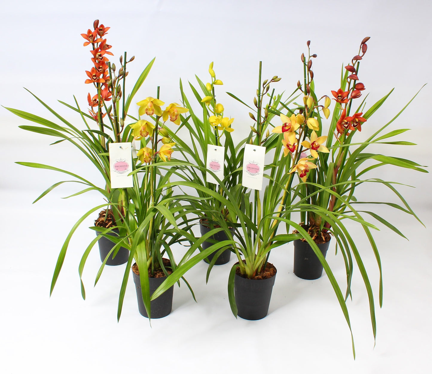 Cymbidium mix 85cm 14cm Pot