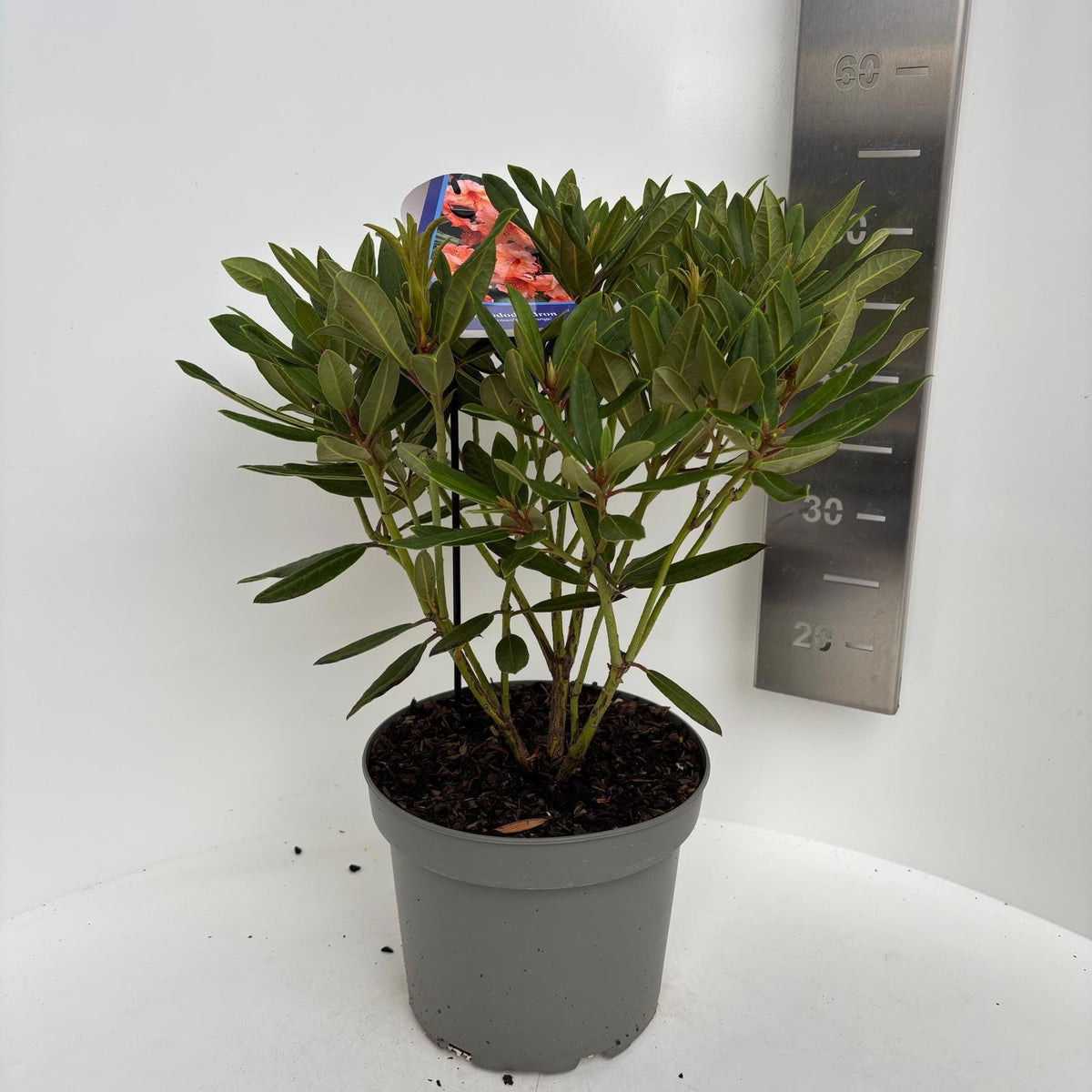 Rhododendron catawbiense 55cm 23cm Pot