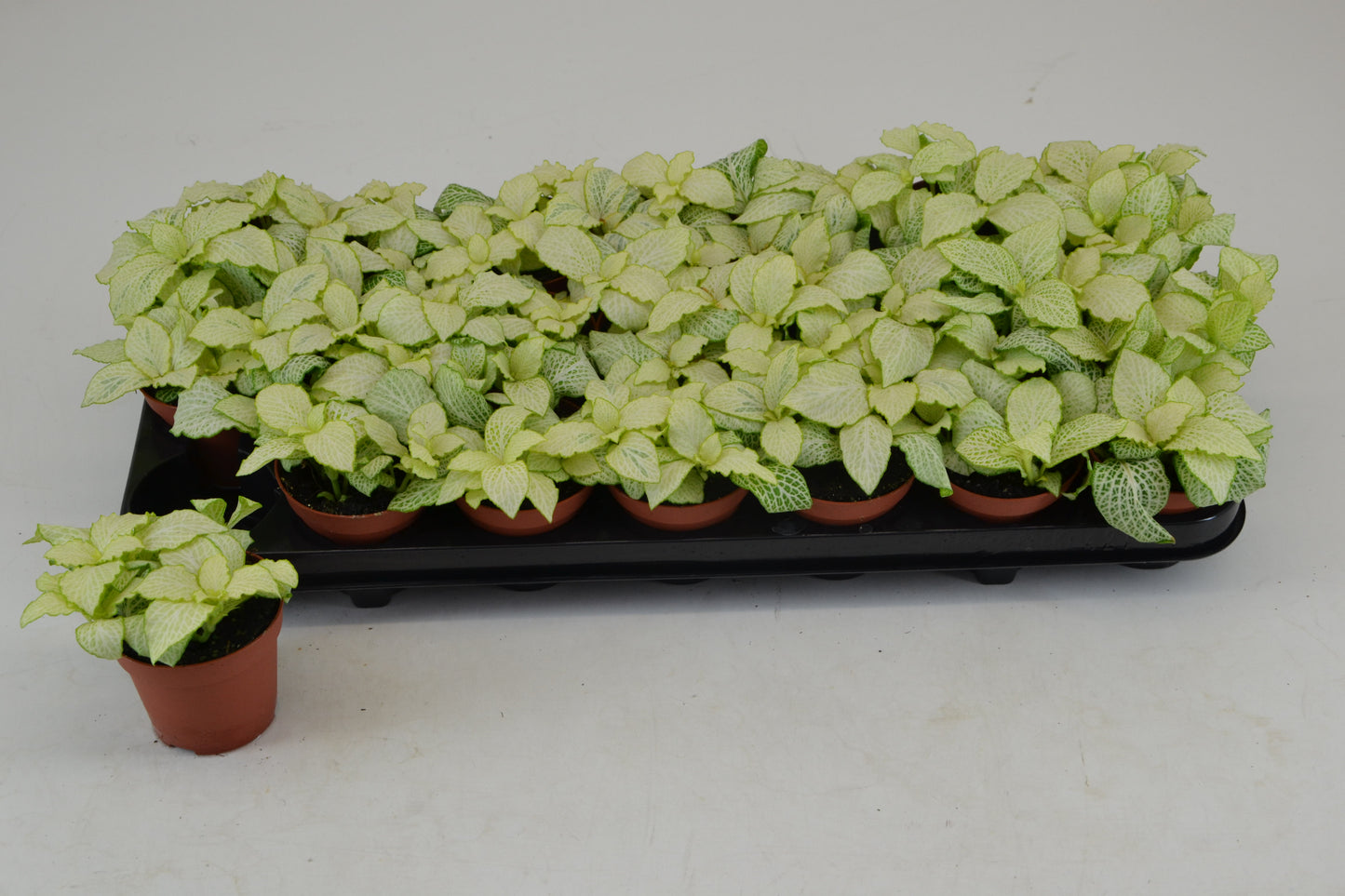 Fittonia Mosaic Lemon 12cm Special Pot (508)