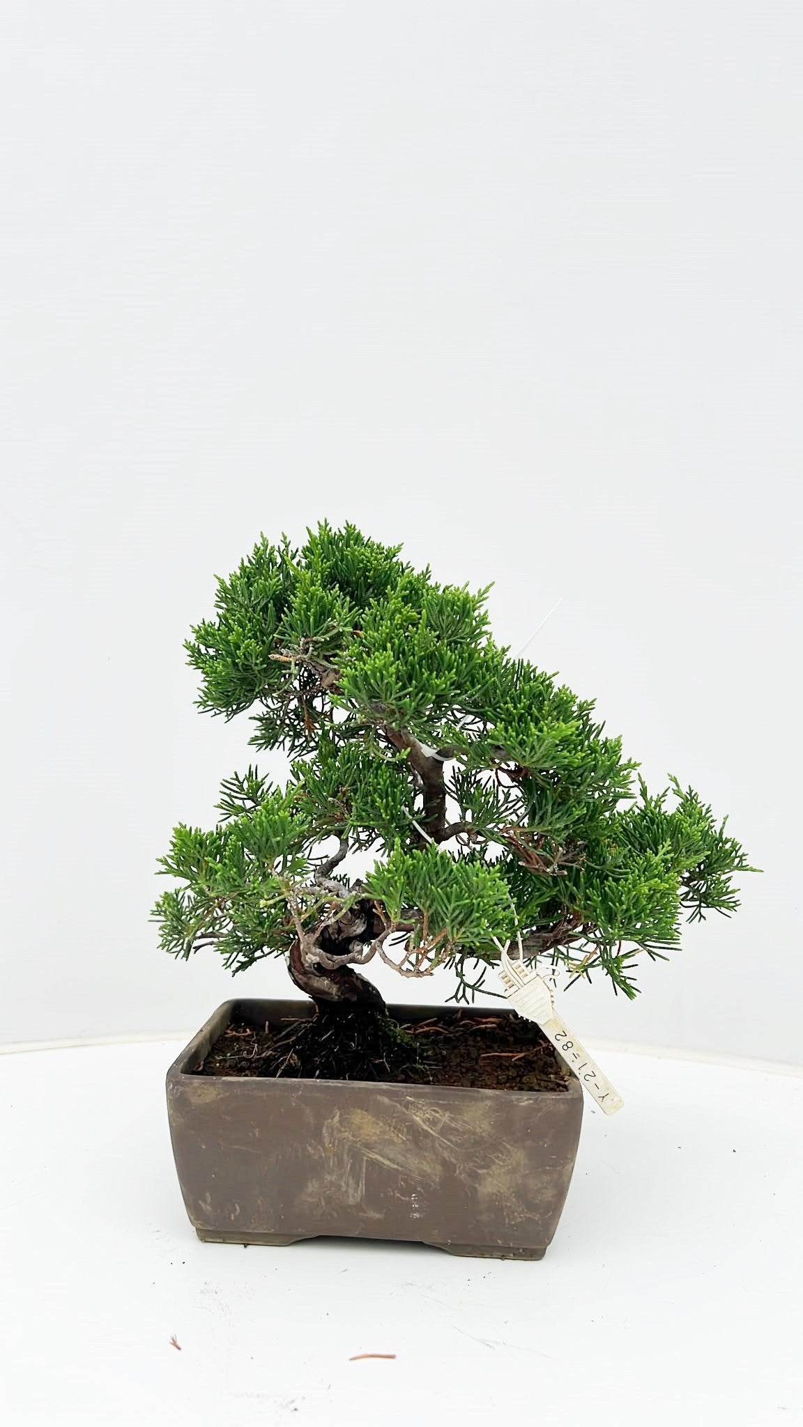 Juniperus chinensis 25cm 14cm Pot