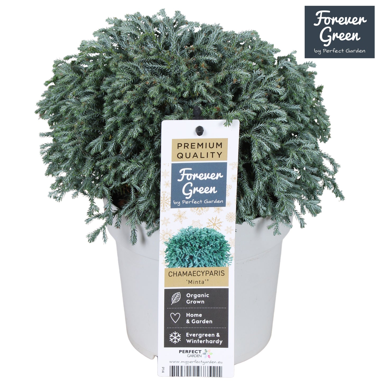 Hoogeveen Plants BV Chamaecyparis pis. Minta Pack of 6