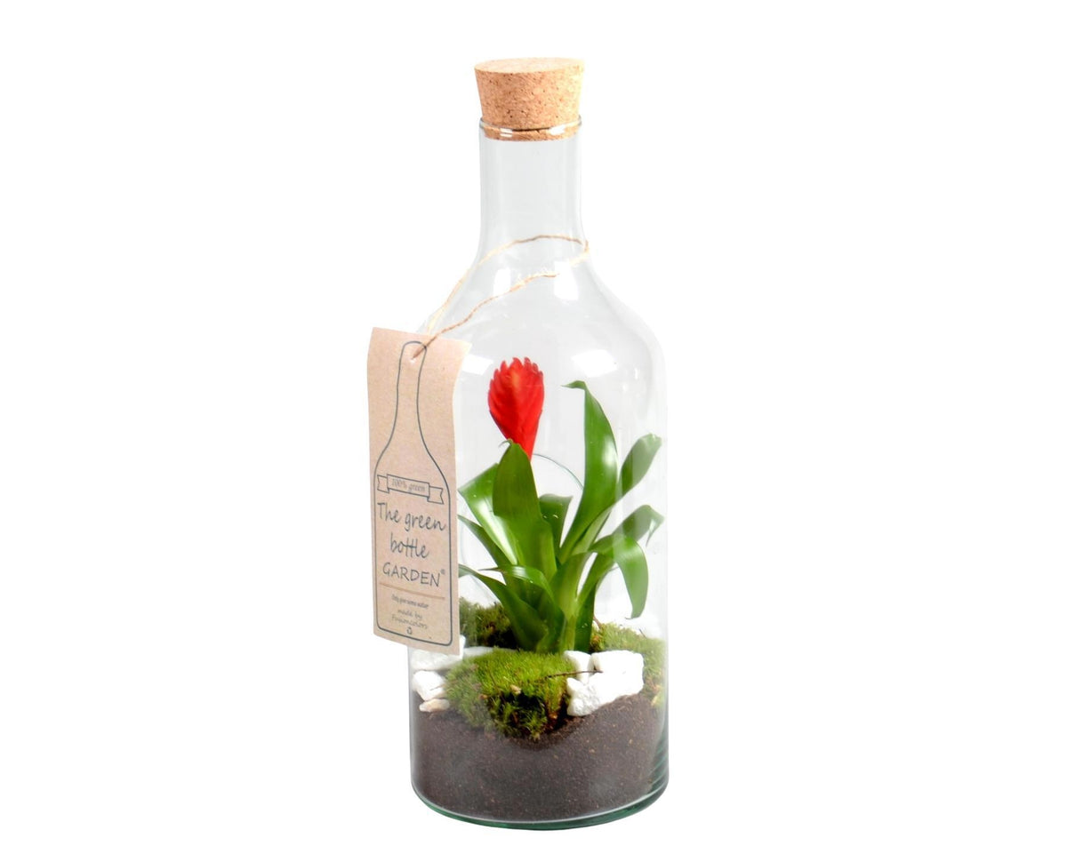 arr. Bromelia 43cm 15cm Pot