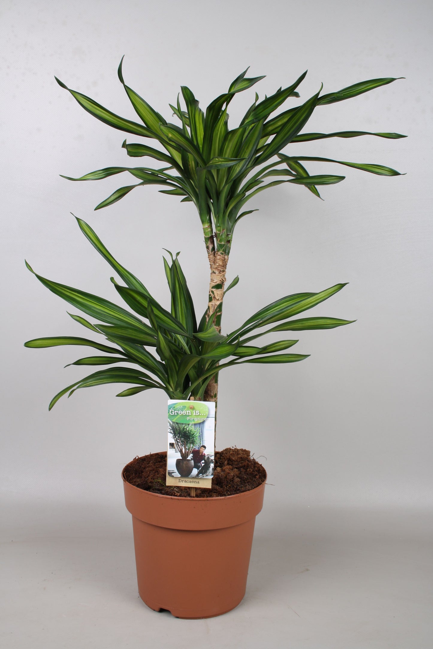 Dracaena frag. Riki 70cm 21cm Pot