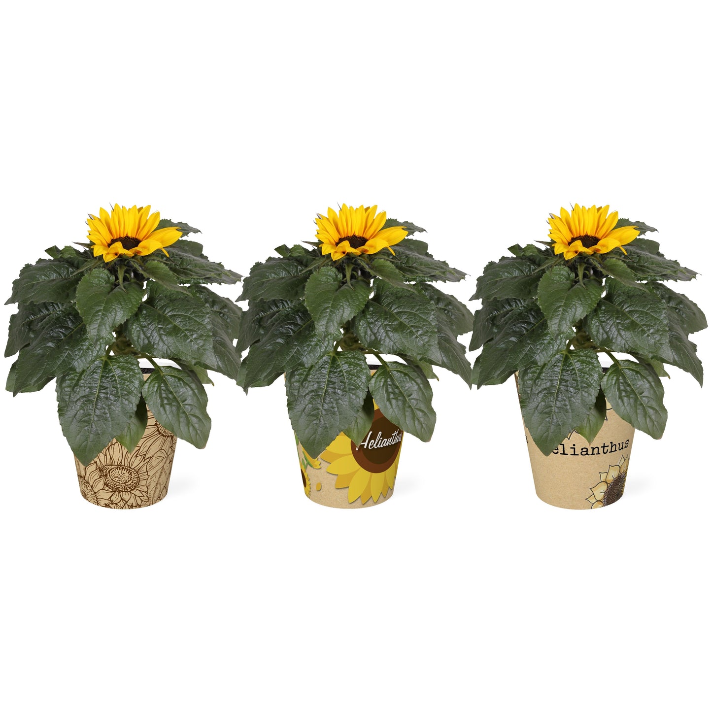 Helianthus Sunsation Smartcup 30cm 12cm Pot