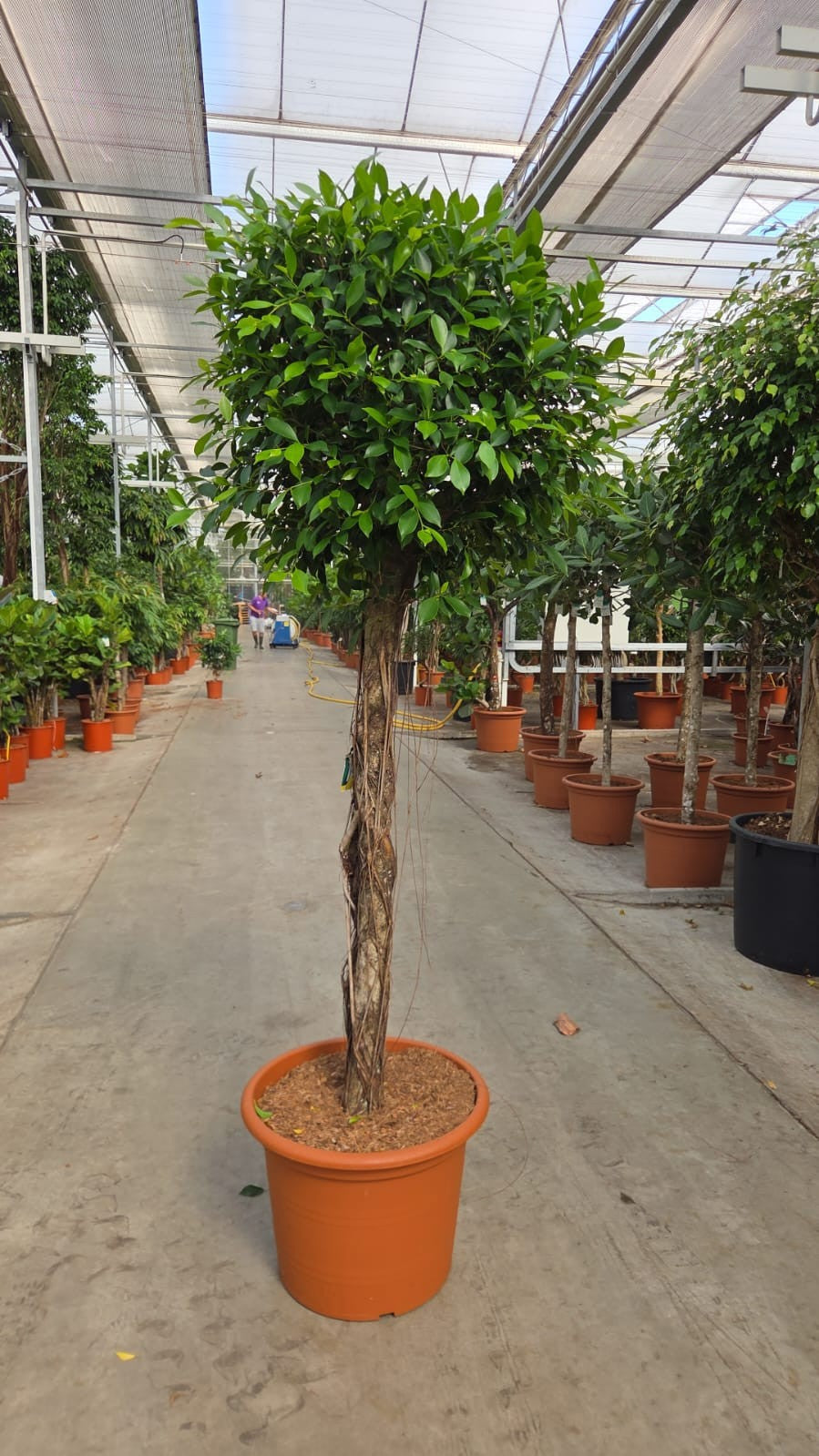 Ficus benjamina 230cm 55cm Pot