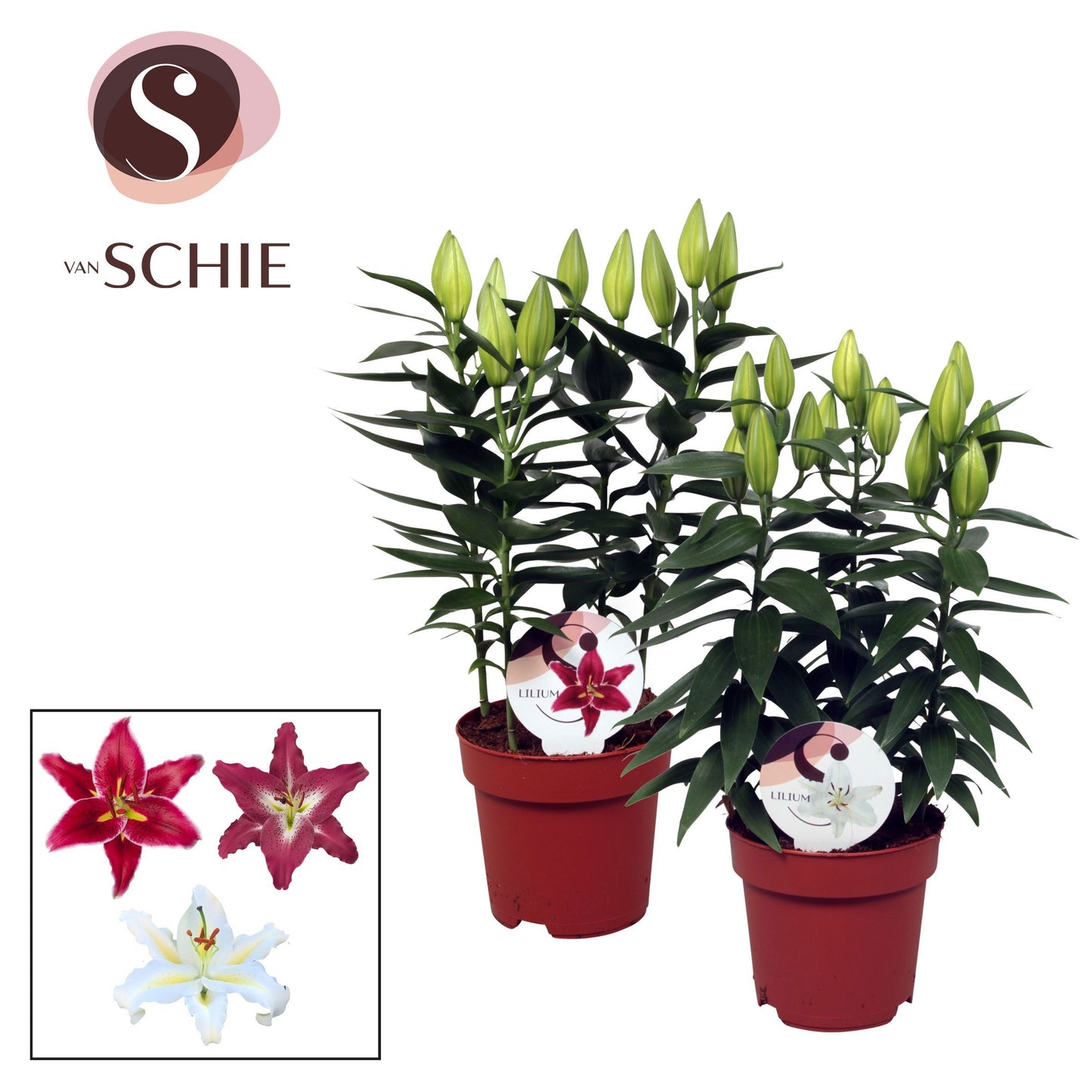 Lilium oriental mix 50cm 17cm Pot