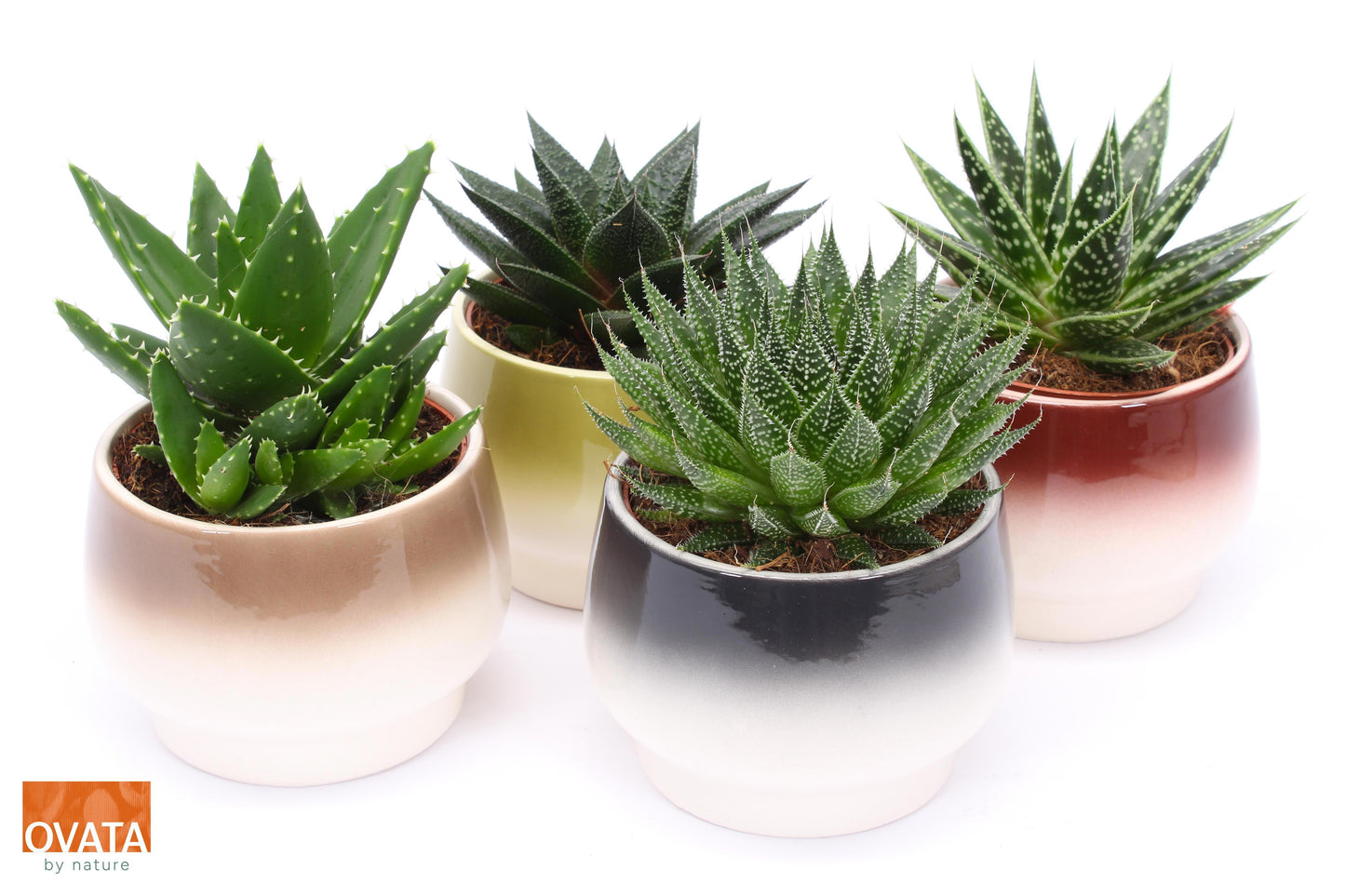 Succulent mix 15cm 15cm Pot