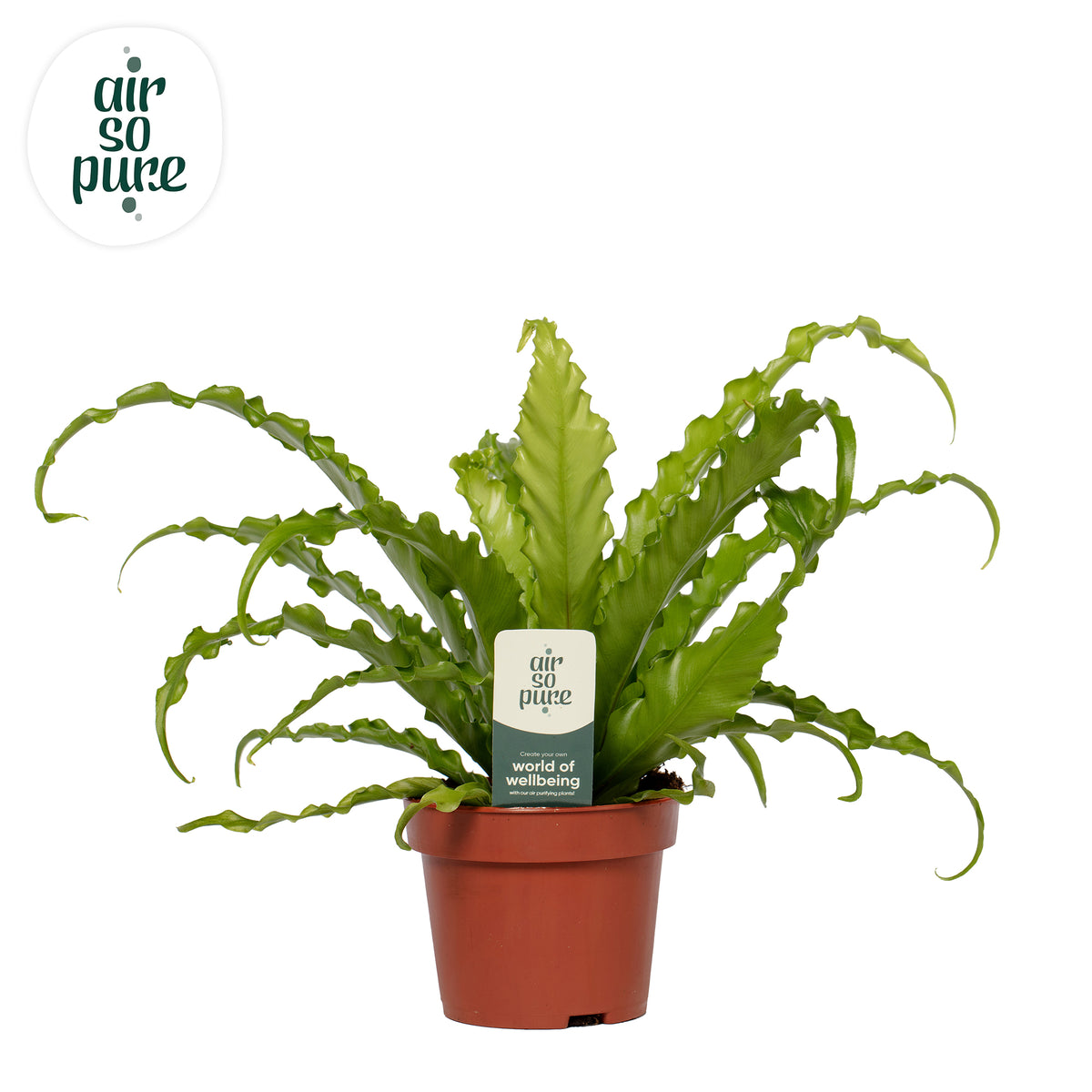 Asplenium Osaka 35cm 12cm Pot