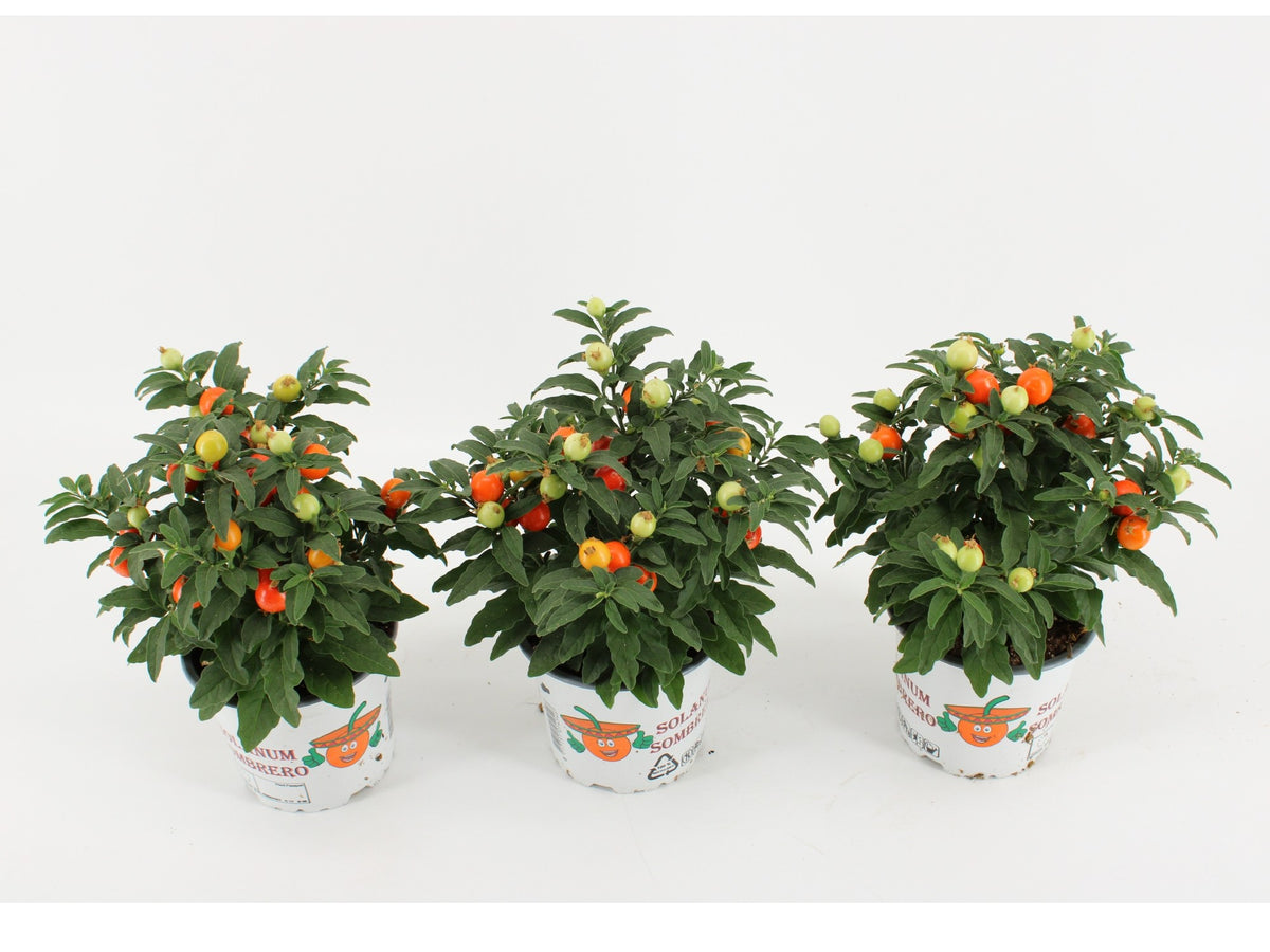 Solanum pseudocapsicum 30cm 12cm Pot