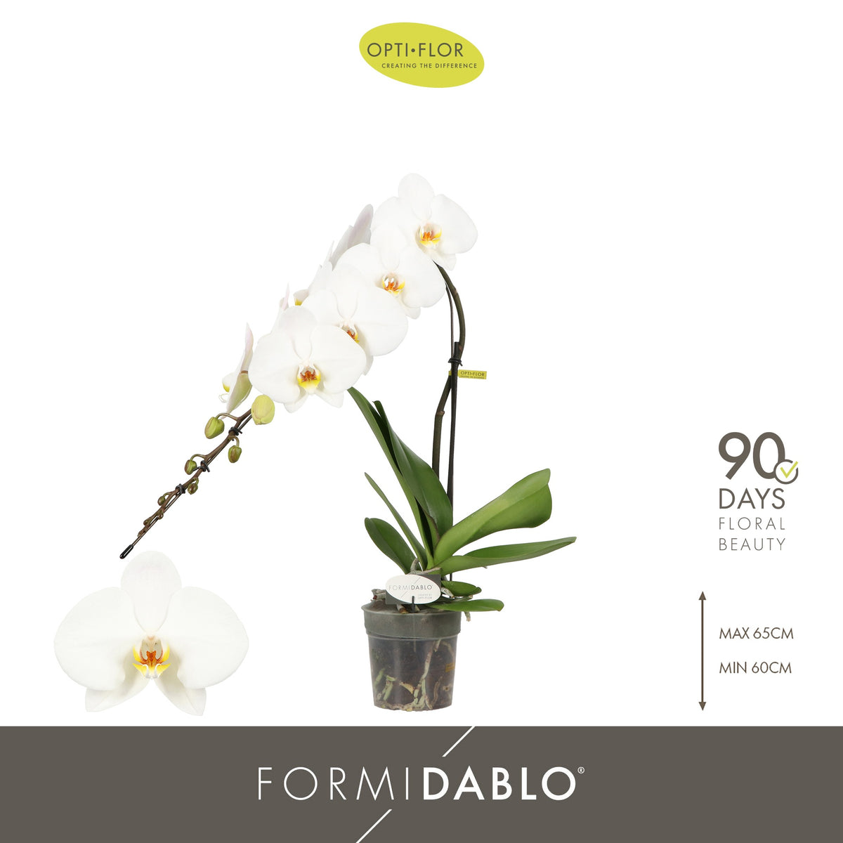 Phalaenopsis Formidablo white (+ drp.ceramic white 60cm 12cm Pot