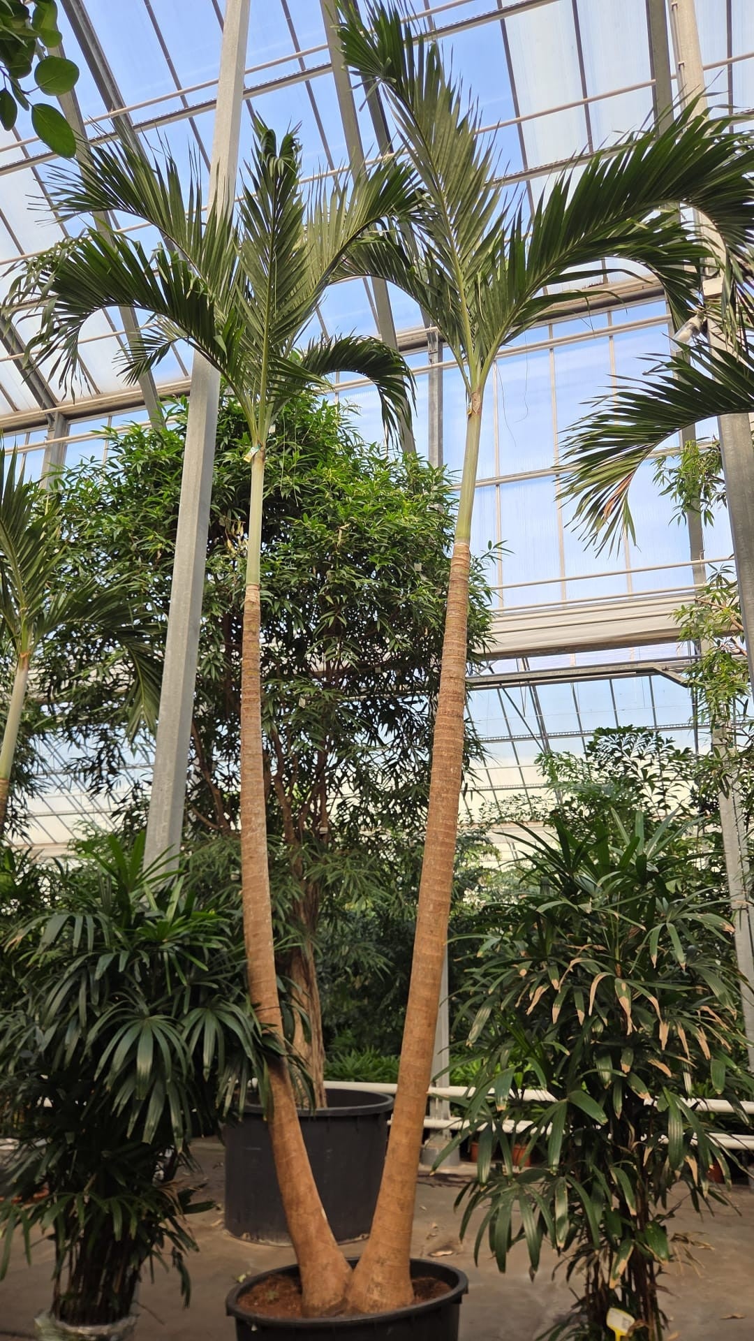 Carludovica palmata 600cm 96cm Pot