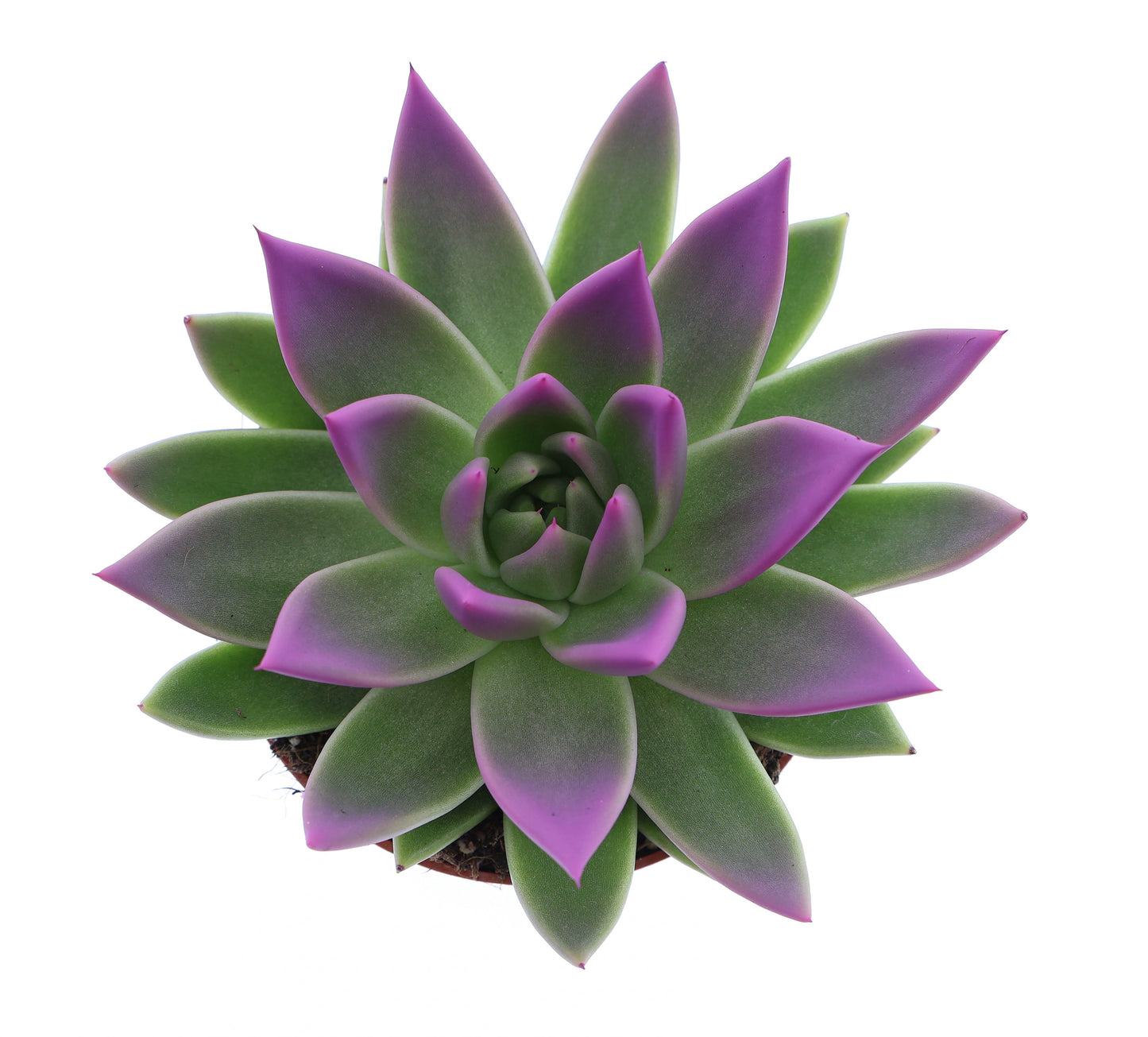 Miranda tips fuchsia 12cm 510cm Pot